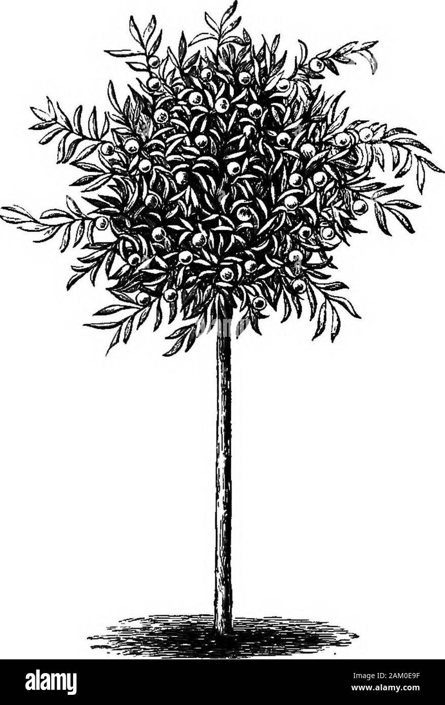 Le pesche e le pesche noci : la loro storia, varietà e coltivazione . rosato o pallido color crema di pesche e pesche noci. Ma qualsiasi thatmight oggetto per i vitigni, anche come trave di pesche, può readilytrain un ramo di pesco oltre l'arco, e riempire fino al retro del cuscinetto wallwith legno. V.-norme, alle Piramidi e cespugli. Uno dei più suggestivi e gradevoli giri in modem horti-cultura è l'introduzione di più naturale e libera modi di treatingsuch alberi di pesche e pesche noci. Come il principale uso di vetro isto di creare e sostenere atmosfere artificiali a volontà, ne consegue Foto Stock