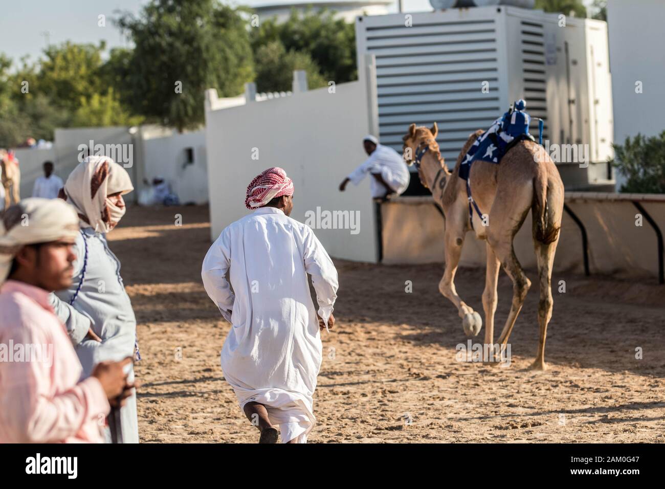 Camel Racing Dubai al Marmoom racing tack Emirati Arabi Uniti Dubai novembre 2019 Foto Stock