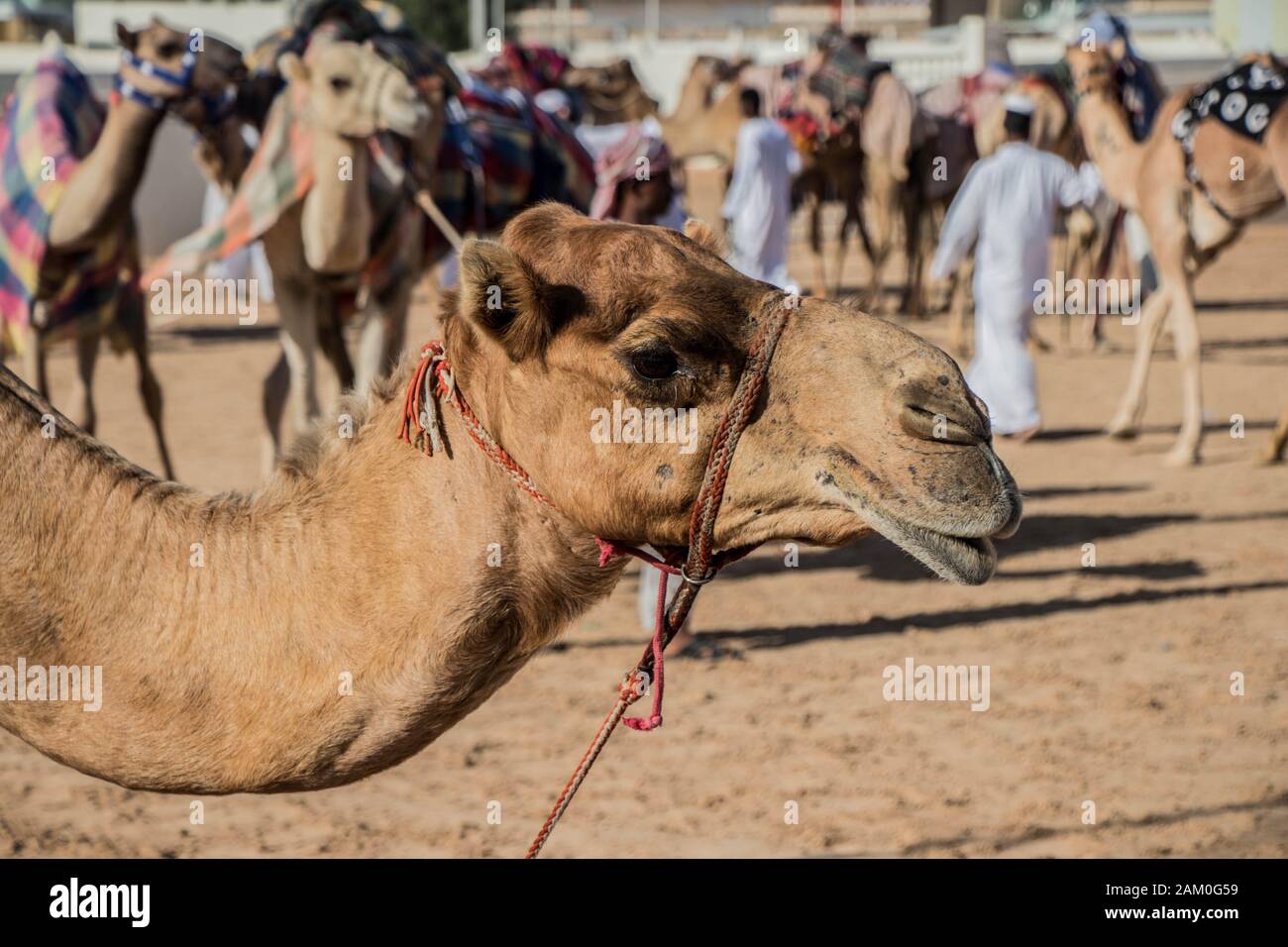 Camel Racing Dubai al Marmoom racing tack Emirati Arabi Uniti Dubai novembre 2019 Foto Stock