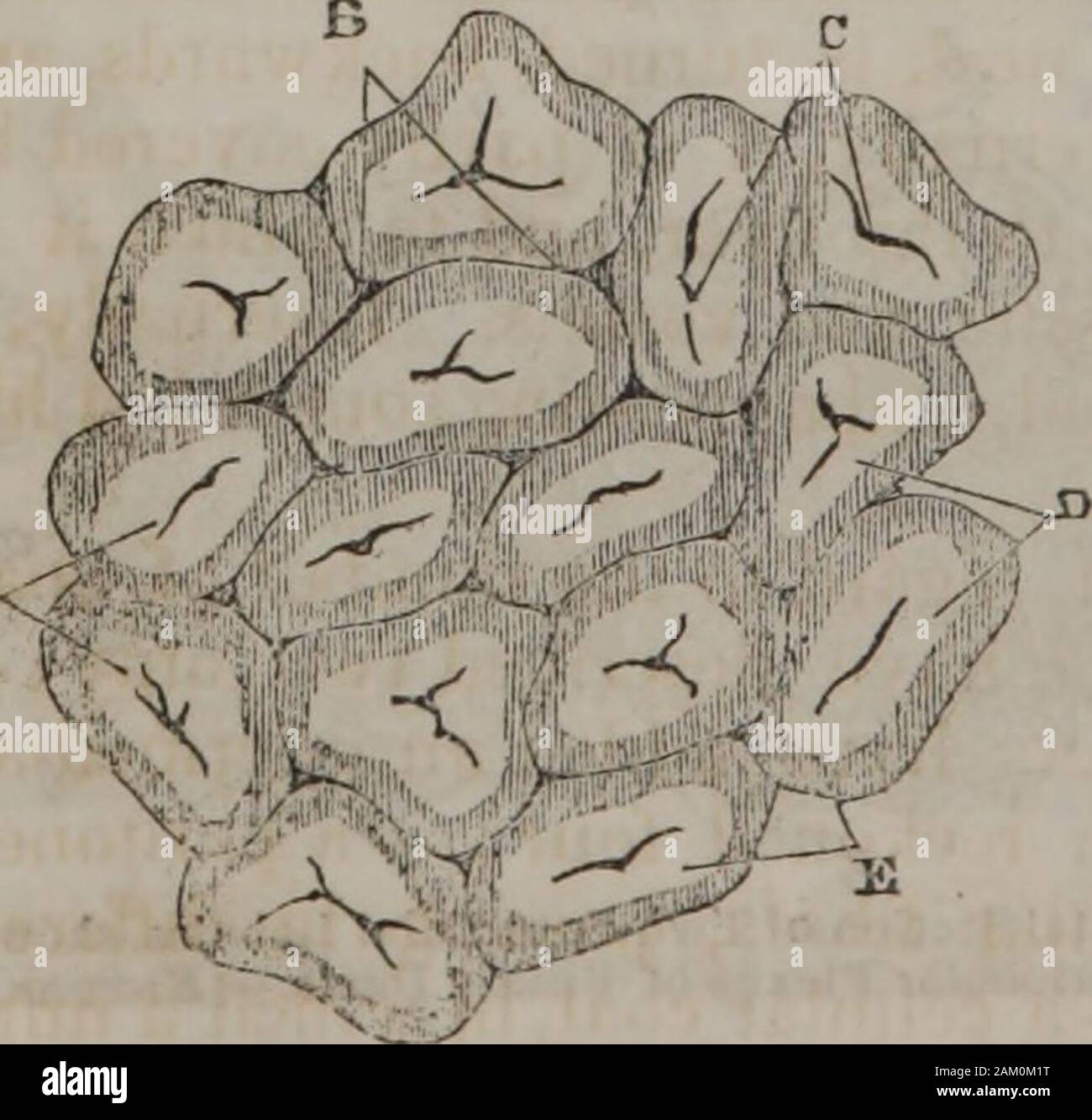 Fisiologia umana (Volume 2) . Seconda fase di insufficienza epatica la congestione venosa(Kiernan.) Fig. 201.. Portale della congestione venosa.-{Kiernan.) la secrezione, azionato da sé rous membrane in generale,non copre il pos-terior parte o la excava tion per la cistifellea, thevena cava, o le fessure nella superficie concava di theliver. Il rivestimento interno è theproper membrana di fegato.It è sottile, ma non facilmente strappato,e copre non solo everypart della superficie del fegato,ma anche grandi navi thatare corretto per l'organo. Il " Carpenter, Fisiologia Umana,^ 658, Lond. 1842. A ghiandolare della Foto Stock