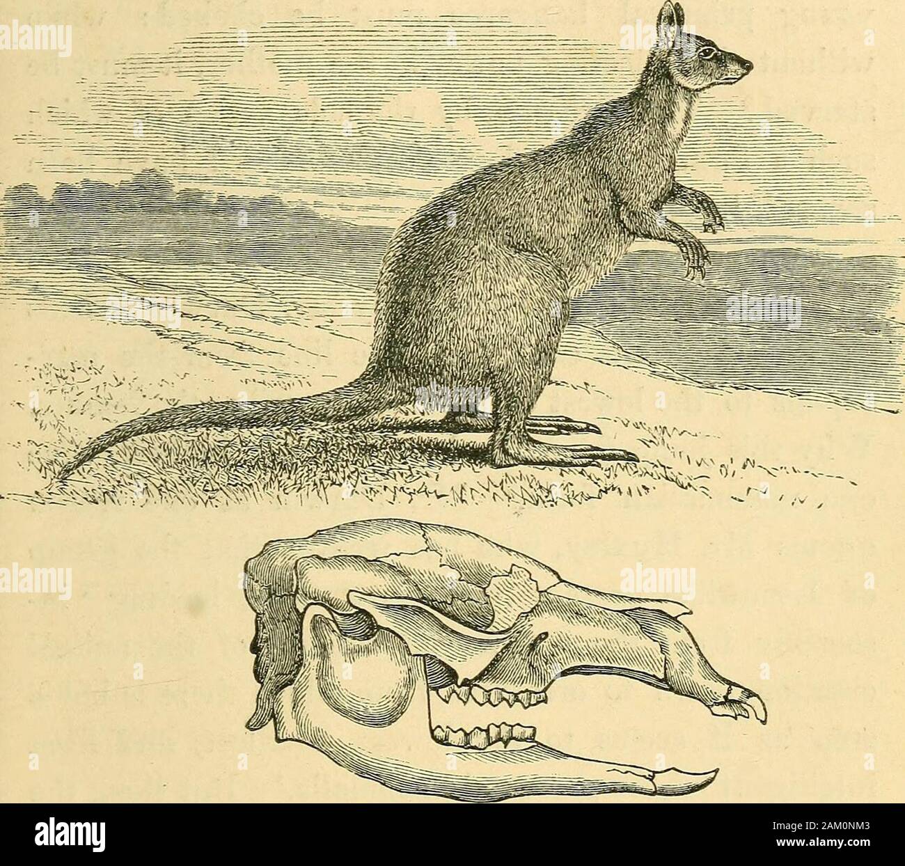 Una esposizione di fallacies in ipotesi di MrDarwin . o ai fini dell'esistenza. Ora, il sig. San Greorge Mivart ha conclusivelyproved che questa struttura progettata in marsupialscould non sono state prodotte da ^ la selezione naturale.In tal caso, c'è una fine del sig. Darwins linea di humandevelopment, o come egli la definirei, evoluzione; forone o-ood caso A2:ainst ^ la selezione naturale colpisce theroot delle ipotesi come un intero. Ascoltiamo il sig.St. Georo-e Mivart nelle sue proprie parole :- ^ ora, sull'ipotesi darwiniana sia tutti i MAM-Malles discendeva da marsupiale progenitori, oppure themarsupials Foto Stock