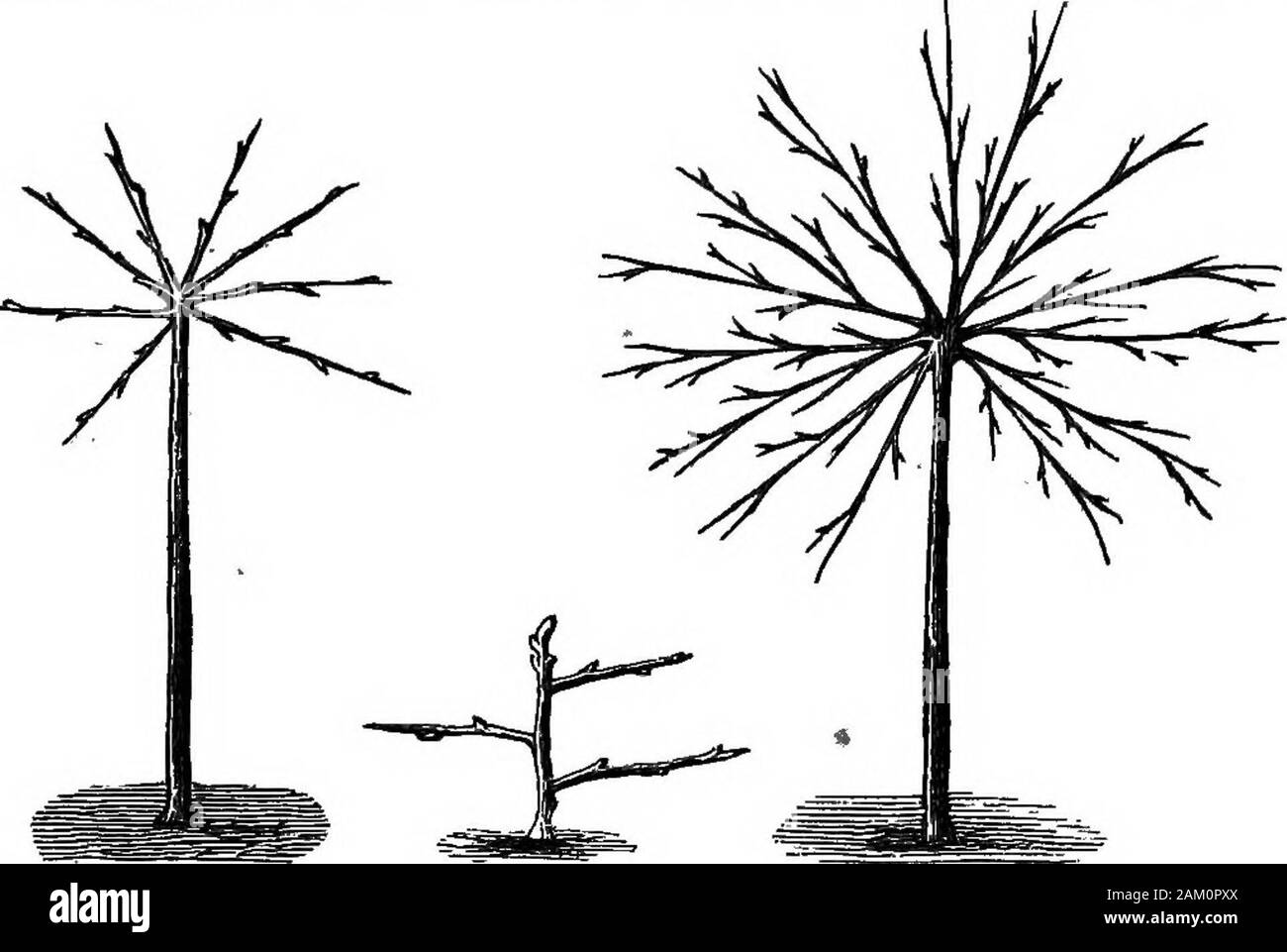 Le pesche e le pesche noci : la loro storia, varietà e coltivazione . FiQ. 17.tree. Come aggiungere a questo, le parti inferiori della struttura sono spesso elevatedconsiderably oltre la linea orizzontale ia i primi stadi di crescita. Maiale. 18. La Fia. 20. Torta. 19. Questo porta la base e il centro dell'albero in una vicina approxima tion a parità di forza. La ventola stellate (Pig. 18), come viene chiamato, possono essere utilizzati solo per ridertrees. Come è ovvio che per distribuire uniformemente i principali rami albero ofa verso il basso così come verso l'alto, elevazione considerevole dello stelo è 196 pesco e NECTABINE. es Foto Stock