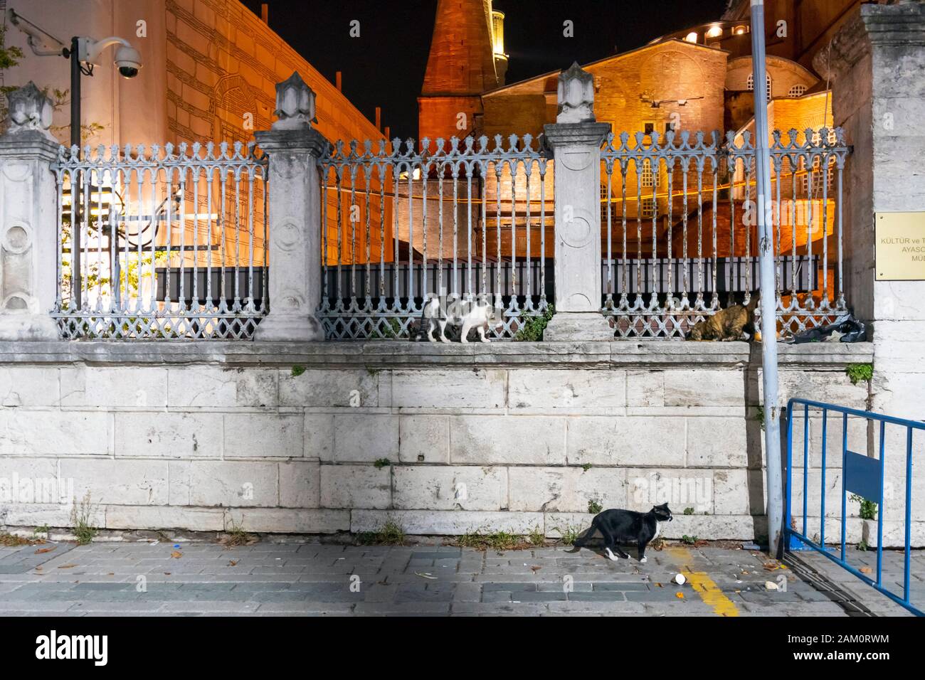 Tre gatti randagi camminano lungo una recinzione che circonda il museo di Hagia Sophia in tarda notte a Istanbul, Turchia. Foto Stock