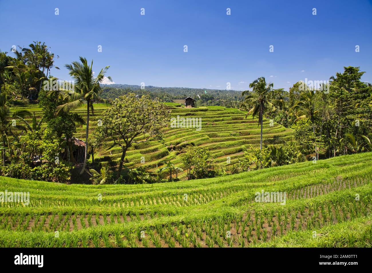 Terrazze di riso, Bali, Indonesia Foto Stock