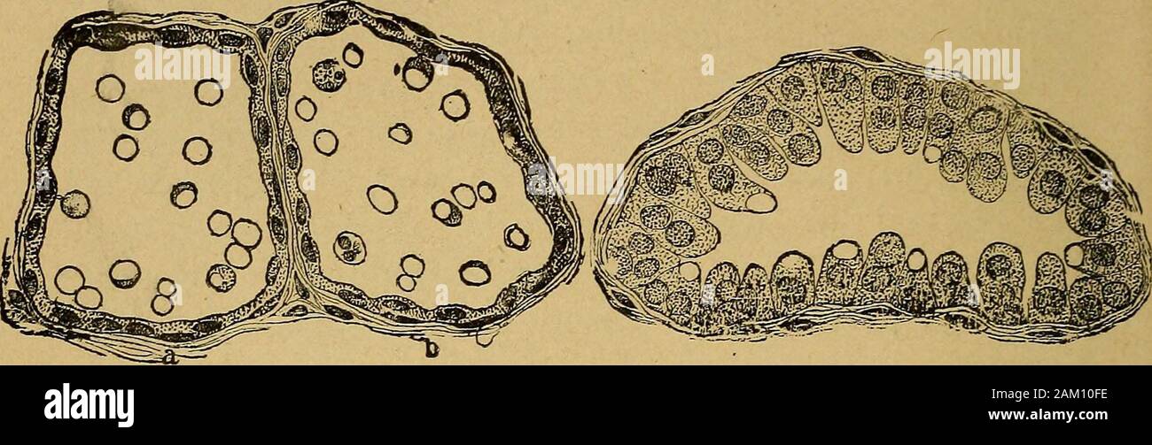 Il latte e i suoi prodotti; un trattato sulla natura e la qualità del latte e la fabbricazione di burro e di formaggio . Egli cavità di thefollicles mediante osmosi o trasudazione.La cavità del follicolo è rivestito con epithelialcells, che durante la lattazione sono riempiti con proto-plasm, e sono in grado di moltiplicazione rapida,crescita, e degenerazione, allo stesso tempo chela il contenuto della cella sono in fase di rapida e exten-sive modifiche. La secrezione di latte.-Il latte è formata dal sangue, in parte mediante la trasudazione del bloodserum direttamente nella cavità del follicolo latte,e partl Foto Stock