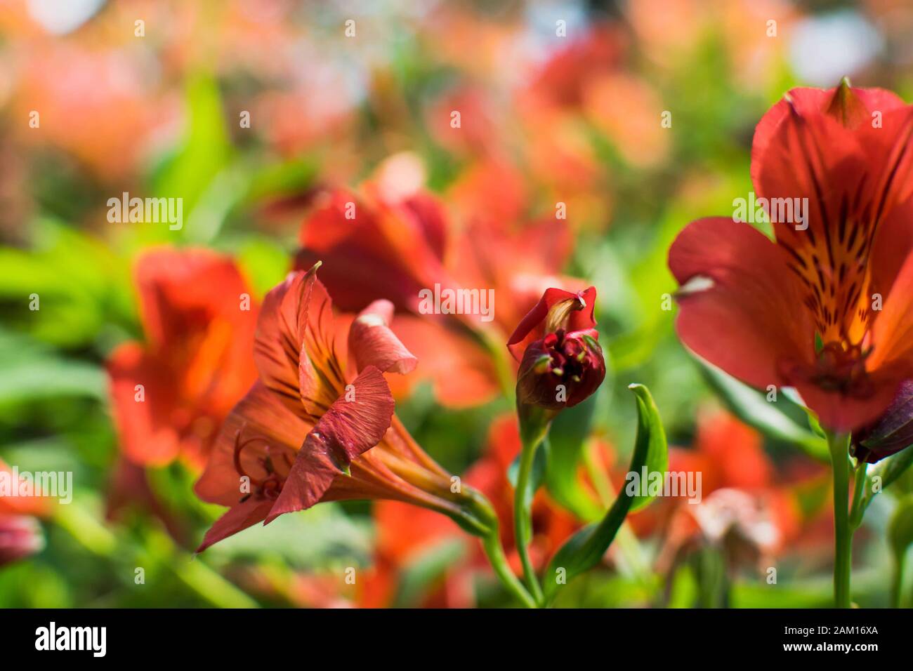 primo piano di un fiore arancione di alstroemeria aurea. Foto Stock