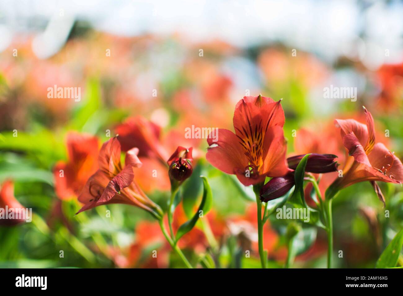 primo piano di un fiore arancione di alstroemeria aurea. Foto Stock