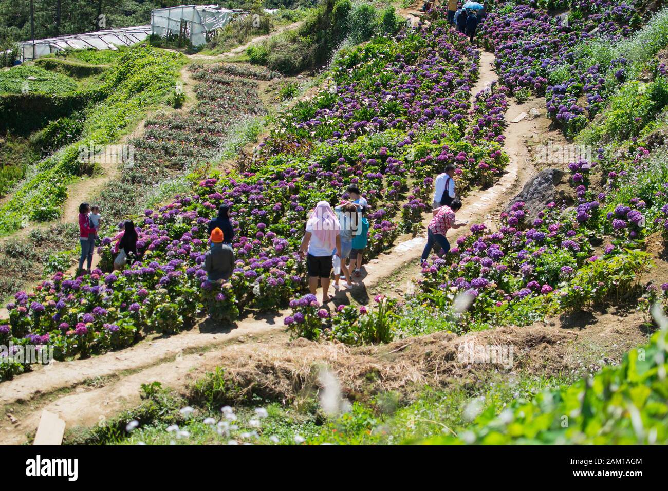 DIC. 21, 2019-ATOK BUGUET FILIPPINE : fattoria di fiori in Atok Buguet. Questa è una nuova attrazione a Luzon, dove si può godere il freddo del pieno Foto Stock