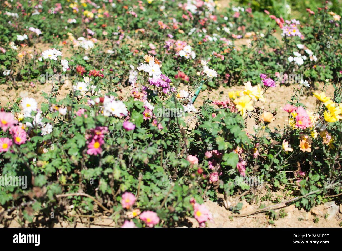 Colorful margherita fiore piantato su un giardino di fiori Foto Stock