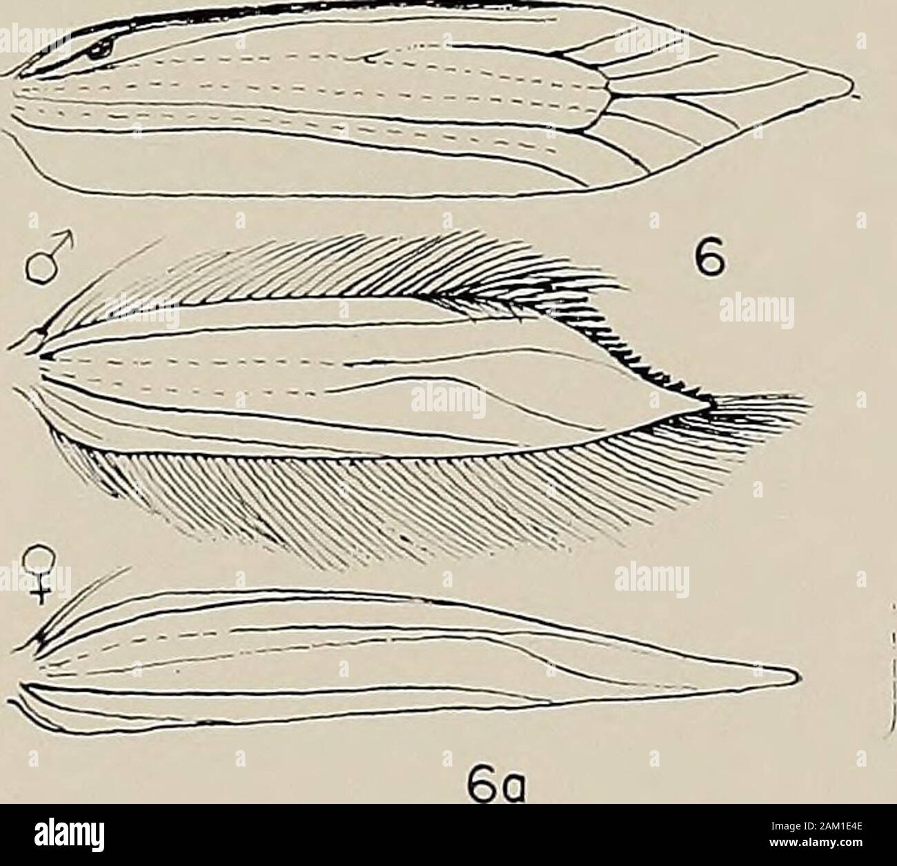 Memorie di American Società Entomologica . MEM. AMER. ENT. SOC, 28 102 TISCHERIIDAE DELL'AMERICA DEL NORD DEL MESSICO Fig. 7. Fig. 8. Fig. 9. Fig. 10. Fig. 11. Fig. 12. Fig. 13. Fig. 14. Fig. 15. Fig. 16. Fig. 17. Fig. 18. Piastra - IIVenation Tischeria citrinipennella Clemens, maschio. Cincinnati, Ohio. - Tischeria purinosella Chambers, femmina. Cincinnati, Ohio. - Tischeria quercitella Clemens, maschio. Cincinnati, Ohio. - Tischeria clemensella Chambers, hind ali del maschio e femmina.Devils Den parco dello stato di Washington County, Arkansas. - Tischeria bijurcata Braun, maschio. Chiricahua Mountains, Arizona. - Foto Stock