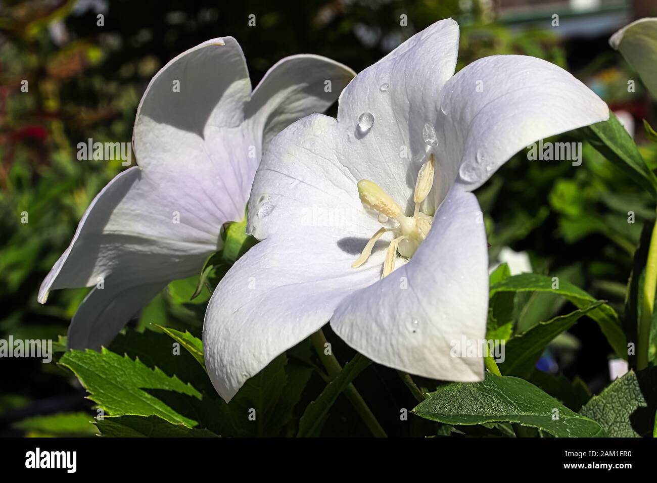 Closeup di fiori bianchi palloncino aperto nel giardino. Foto Stock