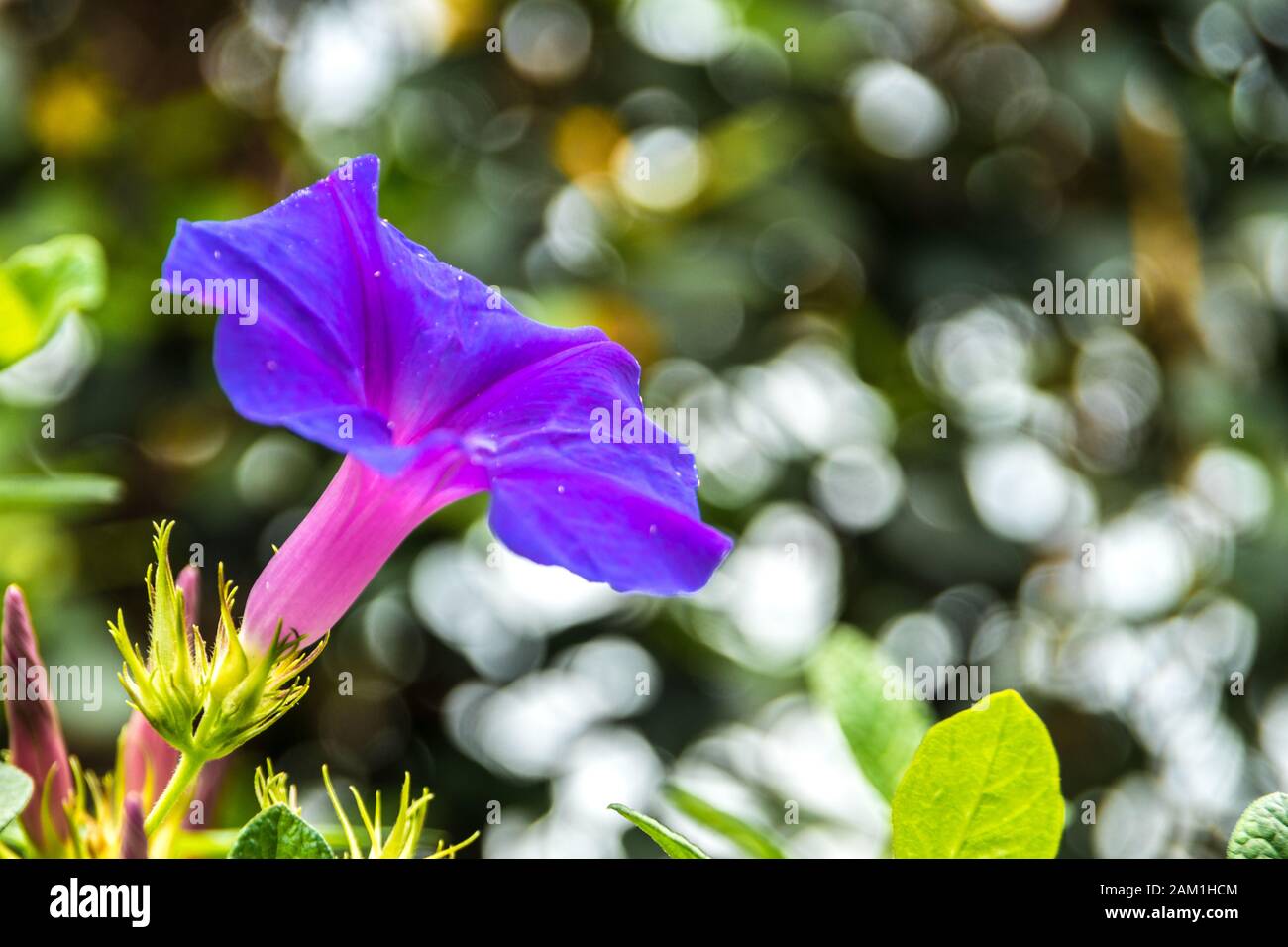 Belle campane viola Foto Stock