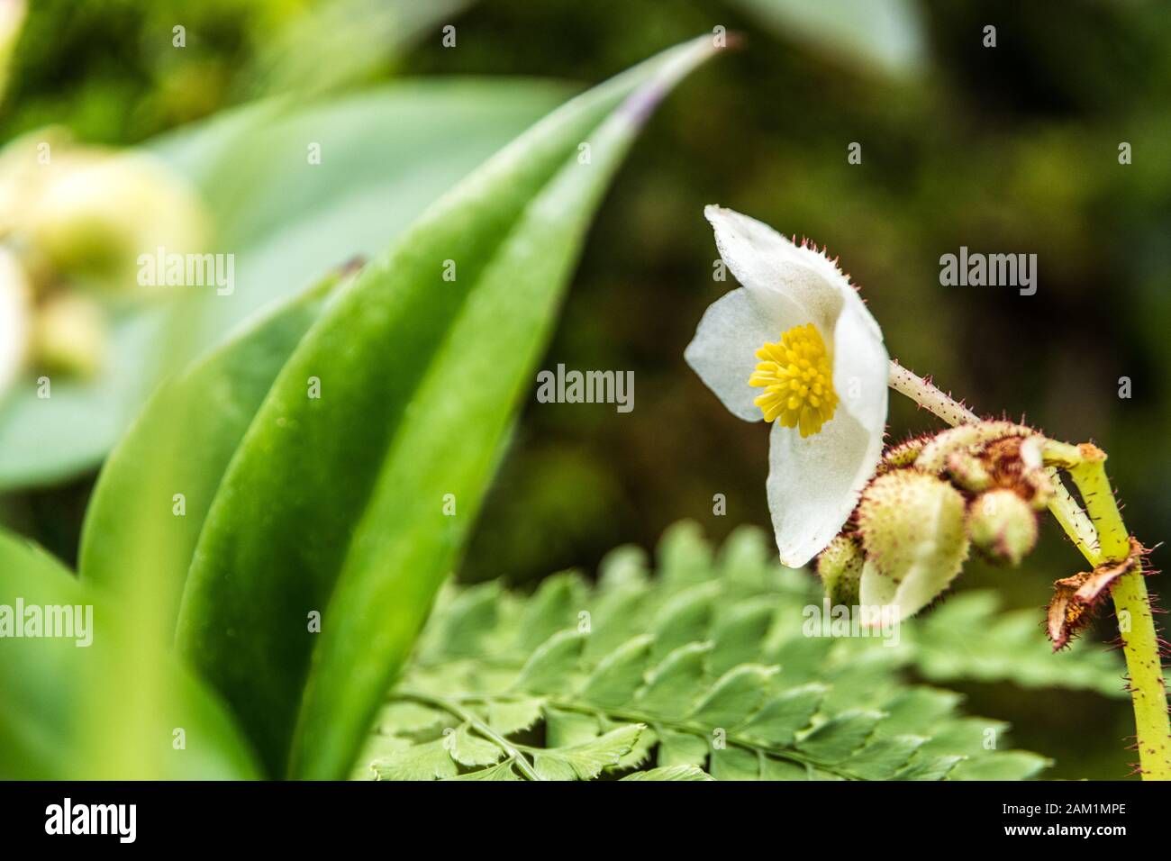 Fiori bianchi con pistilli gialli Foto Stock