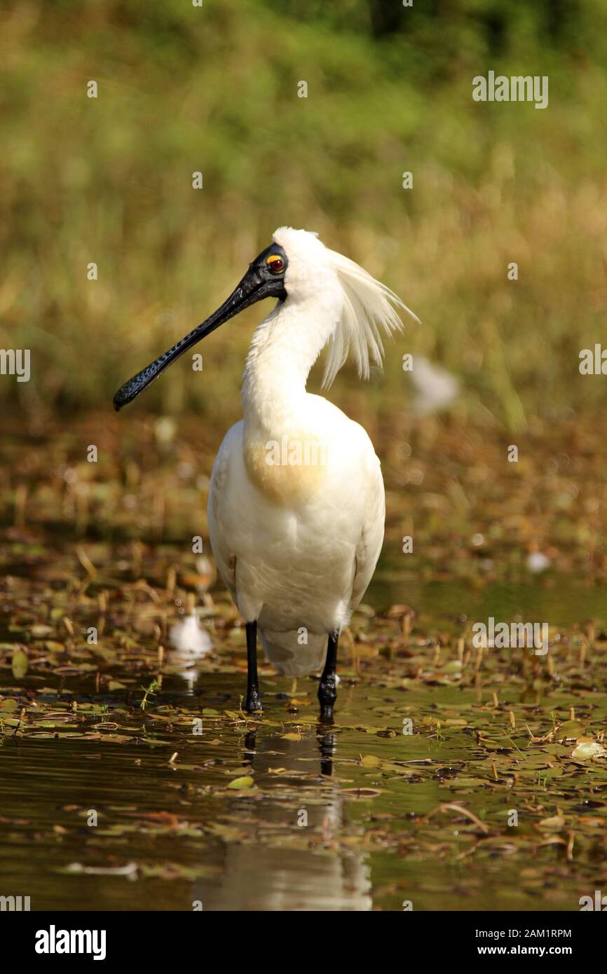 Royal Spoonbill (Platalea regia) in piedi in uno stagno Foto Stock