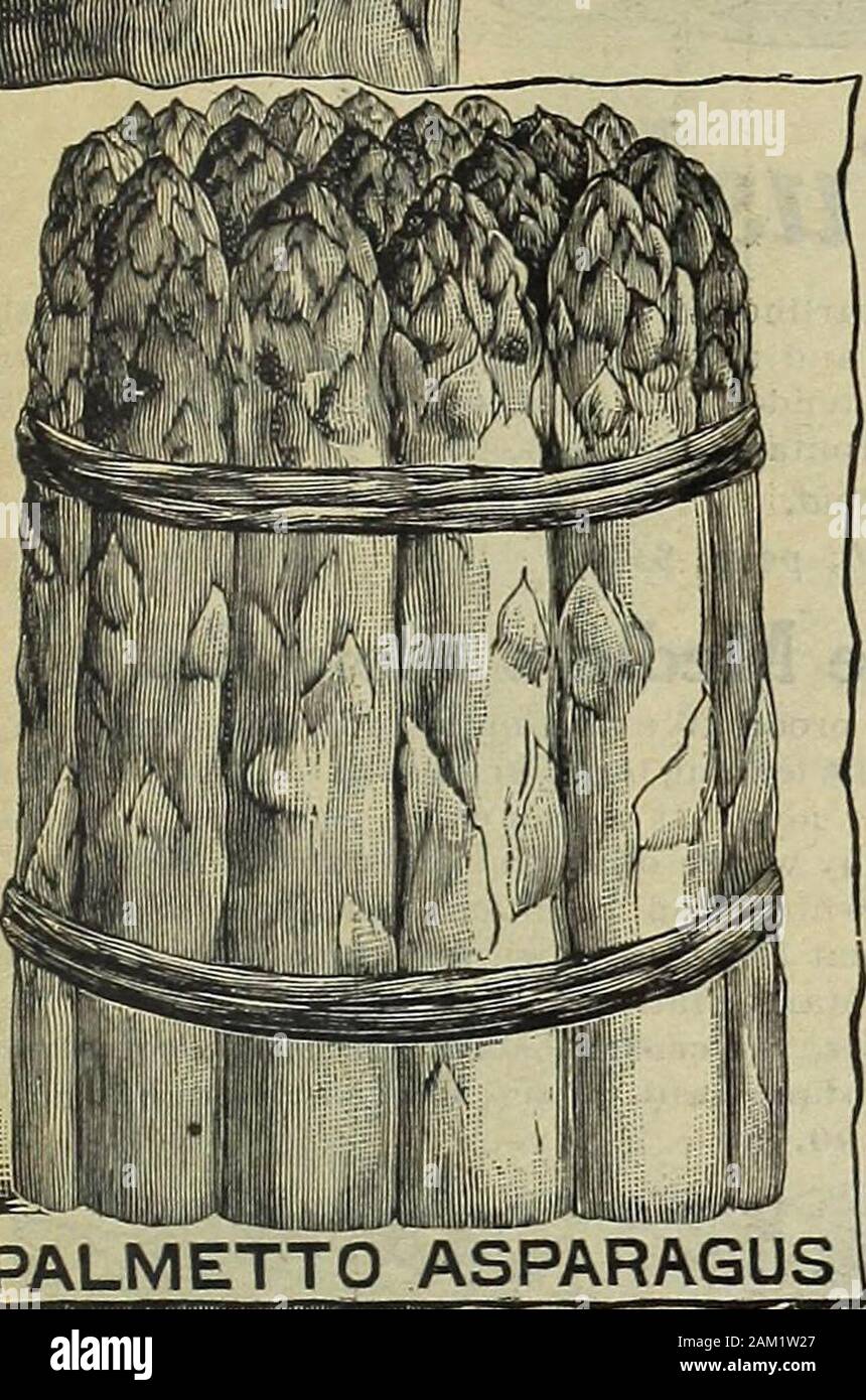 Il seme del Maule prenota : 1917 . Gli asparagi cultura.-Il seme prima della semina dovrebbe essere ben imbevuto di acqua. Seminare in primavera in punte da 2 a 3 feetapart, scattering circa 1 pollici oltre a Trapani. Coperchio con 1 pollici di suolo; coltivare liberamente. Uno oncia pro-duce circa 400 piante; 4 a 5 libbre per acro l. Il seguente set di molla fuori le radici di un letto permanente in righe2 a 5 piedi di distanza, 18 pollici al di là delle righe. Coperchio con 2 pollici di suolo. Lotta beetle con Slug Shot o Bug morte. Palmetto. La maggior parte gli asparagi redditizie sul mercato; una rea-figlio è che sembra essere la malattia pro Foto Stock