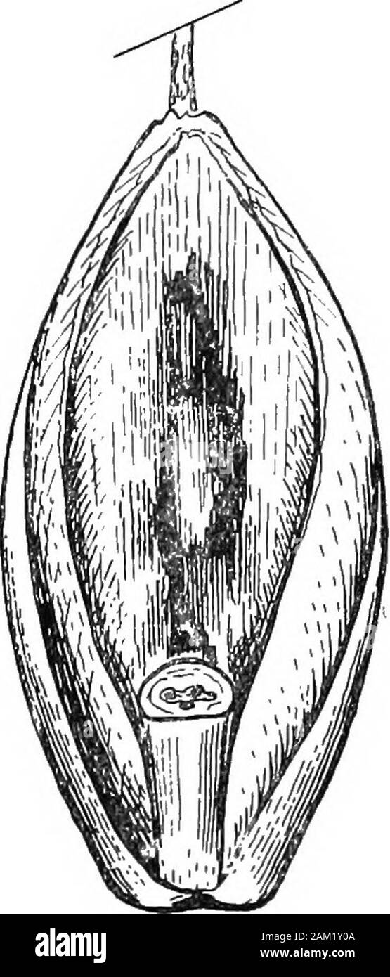 British erbe e il loro impiego in agricoltura . 124. Sementi di Lolium italicum.Vista frontale e del retro, x 10. si comporta come una biennale ed è più lussureggiante in crescita. In mostother versi è simile a L. perenne. Seme. Molto simile in dimensioni, ecc., a quelle di PerennialEye-erba ma non tanto appiattita. Il rachilla può beflattened o quasi cilindrica. Il terminale è awn usuallylonger rispetto a quelle esterne palea. Non è affatto raro per theseeds a spargere il loro awns al periodo di maturazione. (Fig. 124.) L. woldicum è una rapida crescita annuale di varietà di ItalianEye-erba. 8-2 116 sec botanico Foto Stock