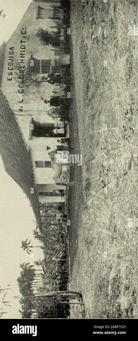 Industrial Cuba : in uno studio del presente commerciale e condizioni industriali con suggerimenti riguardo alle opportunità presentate nell'isola per capitale americano, enterprise e il lavoro . * *** T v.l- *tw.&* &*? 7. Il tabacco 311 andando figure mostrano chiaramente che la produzione di tabacco costituiscono l isola di Cuba è più costosa rispetto a quella in qualsiasi otherpart del mondo, particolare attenzione è necessario itsraising a partire dal giorno in cui esso è piantato al taglio della foglia,oltre al successivo trattamento necessario per ottenere goodresults; che si continua a lavorare di notte e di giorno, se una buona qualityis desiderato. Foto Stock