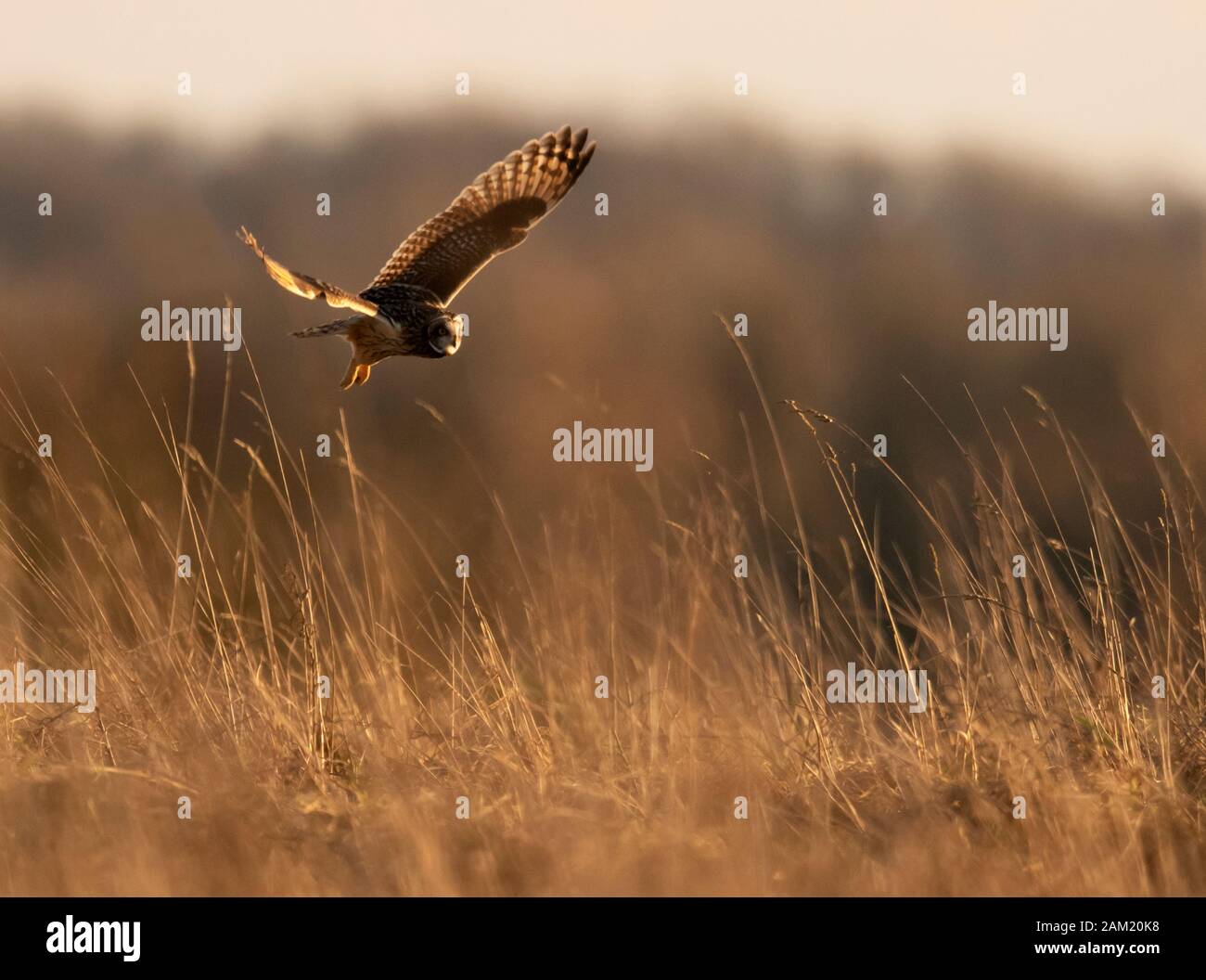 Un breve selvatici Eared gufo comune (asio flammeus) caccia in golden sera la luce solare, Gloucestershire Foto Stock