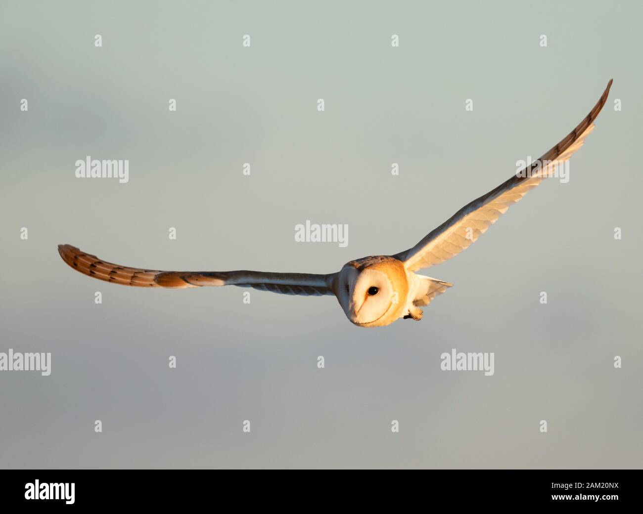 Un selvaggio Barbagianni (Tyro Alba) in volo in golden sera la luce solare, Gloucestershire Foto Stock