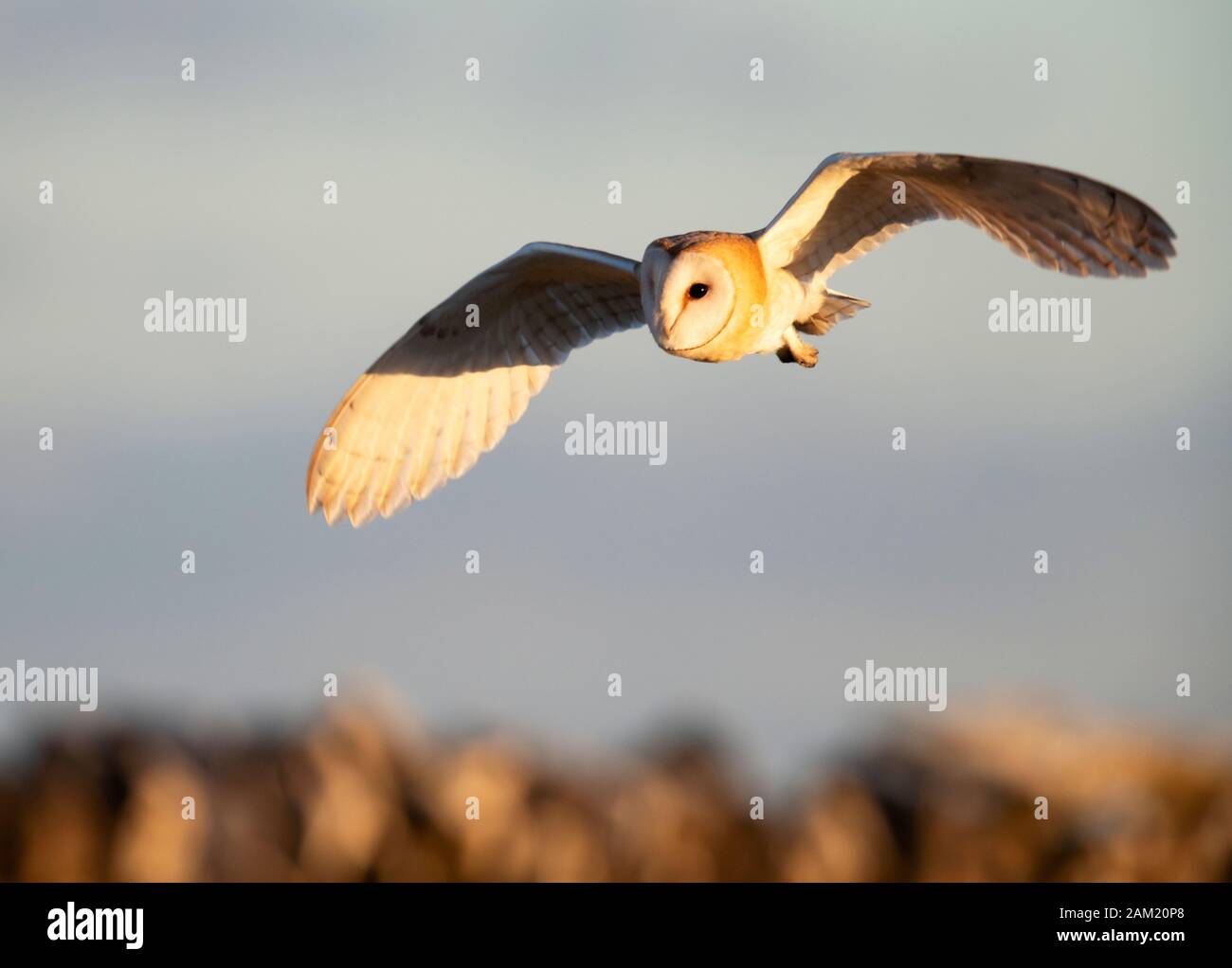 Un selvaggio Barbagianni (Tyro Alba) in volo in golden sera la luce solare, Gloucestershire Foto Stock