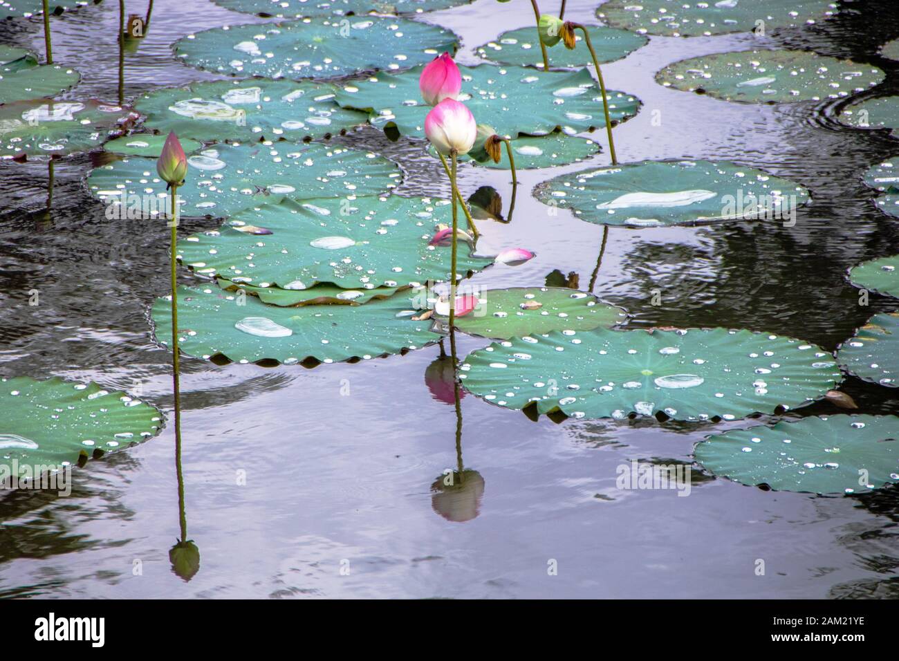 Lila d'acqua di loto nel lago Luu Khiem nel sito della Tomba di Tu Duc, a Hue città, Vietnam Foto Stock