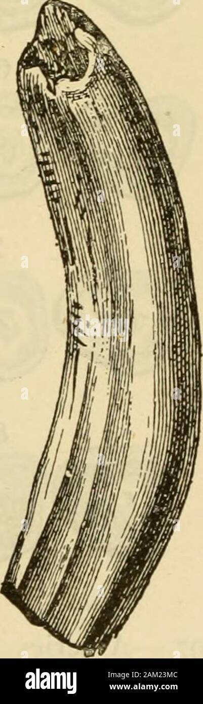 Note di veterinaria per i proprietari di cavalli : un manuale del cavallo di medicina e chirurgia . A B C Fig. 196.-un permanente inferiore incisivo centrale. Una vista frontale B, in vista posteriore C, profilo. {Da Goiihaitx e barriera.) citato a p. 741, e come illustrato in Fig. 197 e mediante il gruppopiastre dare le diverse fasce di età. Come regola generale, il tushes diventare 744 ESAME FOE ETÀ. più breve con età; anche se a volte ci si trovano molto lunga,e anche con il loro bordo più arretrato sharp, in vecchi cavalli. Non posso Foto Stock