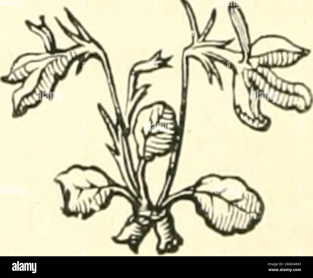 Il saldo del dolore : e altre poesie . h beguild. Quasi come puro come gli angeli,ma tarnishd e staind con il peccato,recanti la forma del padre,alimentando Satana all'interno. Quasi il Suo insegnamento credere.e di nostalgia per la fede devota;eppure mai la verità piena afferrando,e perplesso e dilaniato da dubbi. Quasi possessd del guerdon, ma perdere all'ultimo; il tentativo di rendere il futuro per espiare il passato sprecato. Guadagnando un po', poi fallingBack nella triste vecchi modi;cercando di catturare i momenti,manca tutto preziosi giorni. 84 quasi. Iniziando con lo scopo ideale, tenendo poi un obiettivo inferiore; Andando fort Foto Stock