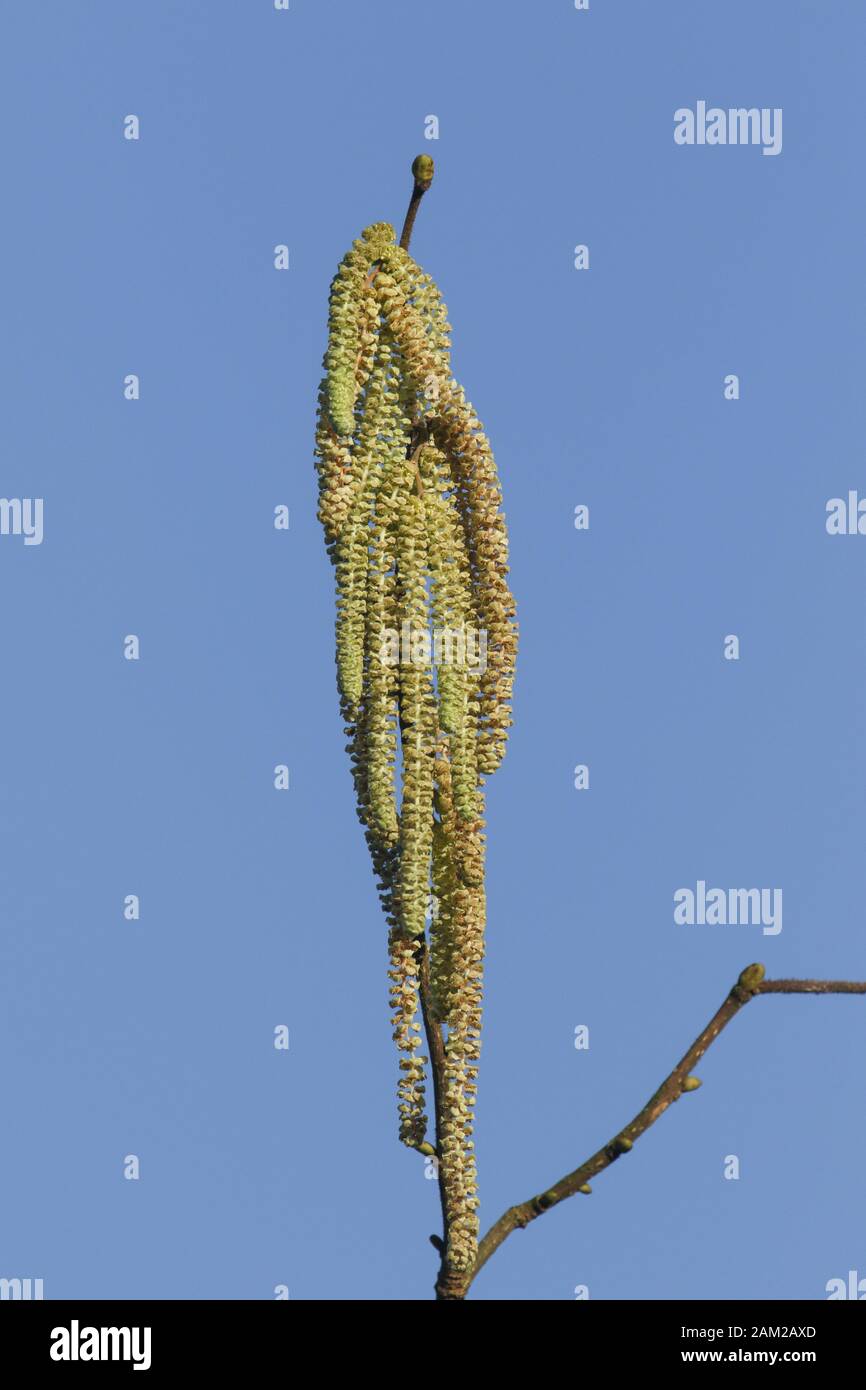 Un ramo di graziosi Catkins Hazel Tree, Corylus avellana, che cresce nella campagna nel Regno Unito. Foto Stock