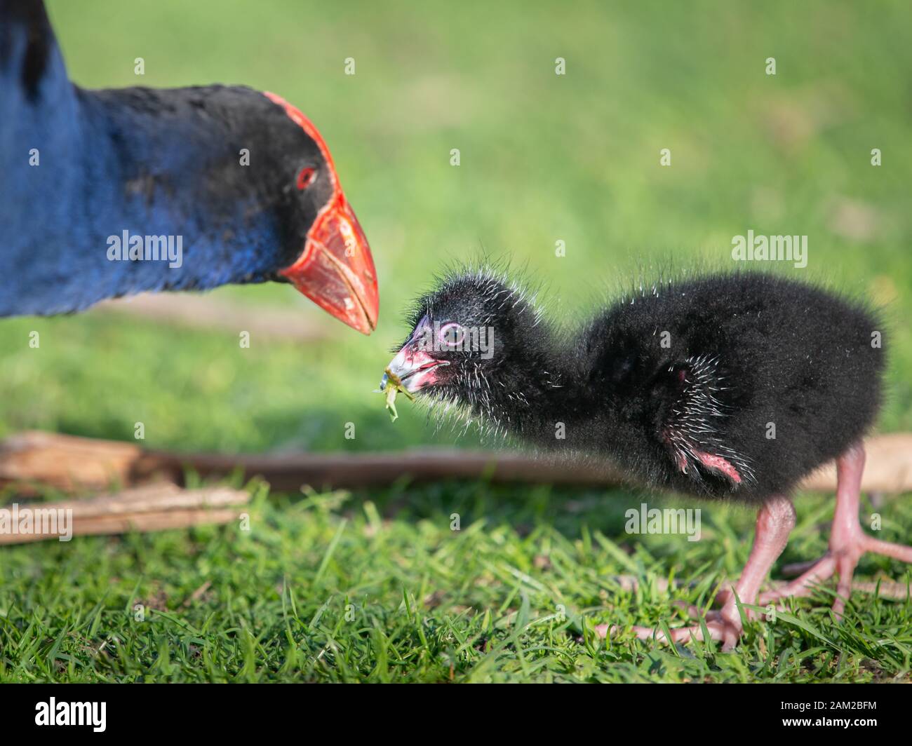 Madre Pukeko anfen australasiano che alimenta il suo bambino al parco di Western Springs Foto Stock