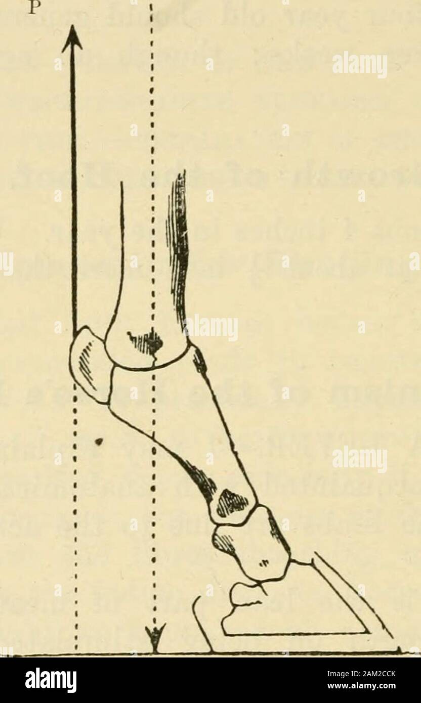 Note di veterinaria per i proprietari di cavalli : un manuale del cavallo di medicina e chirurgia . ; Goesdown retro del pastern; e infine viene attaccato al baseof il pedale (bara) osso. Questo tendine costituisce uno dei idue ben noto torna ai tendini. Quando il cavallo è stand-ing a riposo, sia il tendine e il suo muscolo sono sul tratto, byreason tlie del retro del fetlock premendo contro il tendine.sul segnale essendo dato dal cervello, i nervi di thismuscle stimolare al contratto e sulla sua sempre più breve, thepastern e fetlock giunti sono piegati e il tallone sollevato. Se guardiamo 7^0 SHOEINa. da un Foto Stock