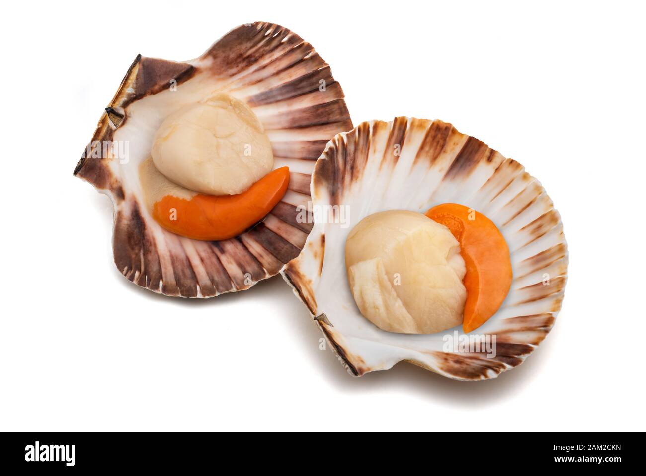 Guscio fresca smerlo isolati su sfondo bianco Foto Stock