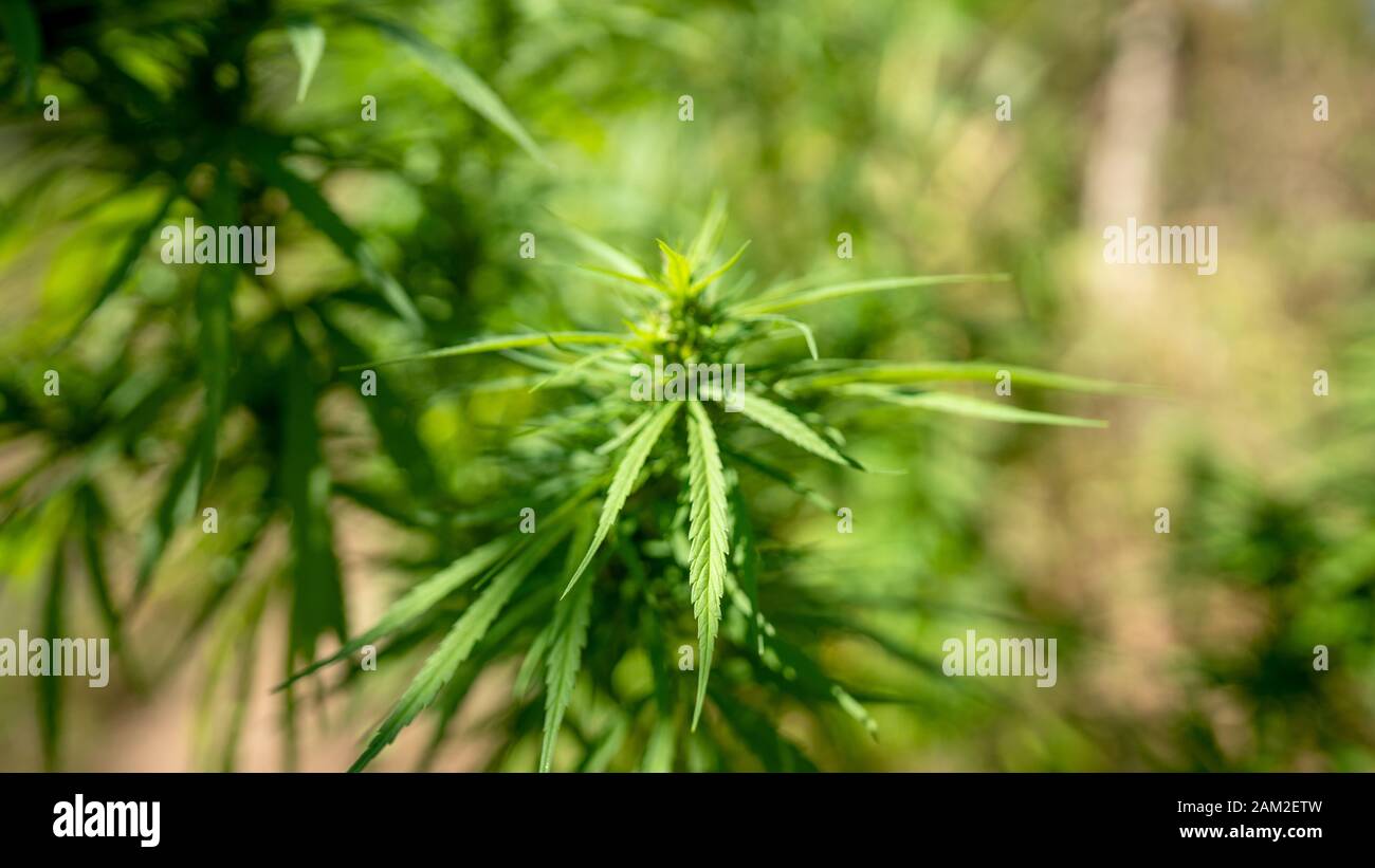 Specie di Cannabis afgano nella piantagione Foto Stock