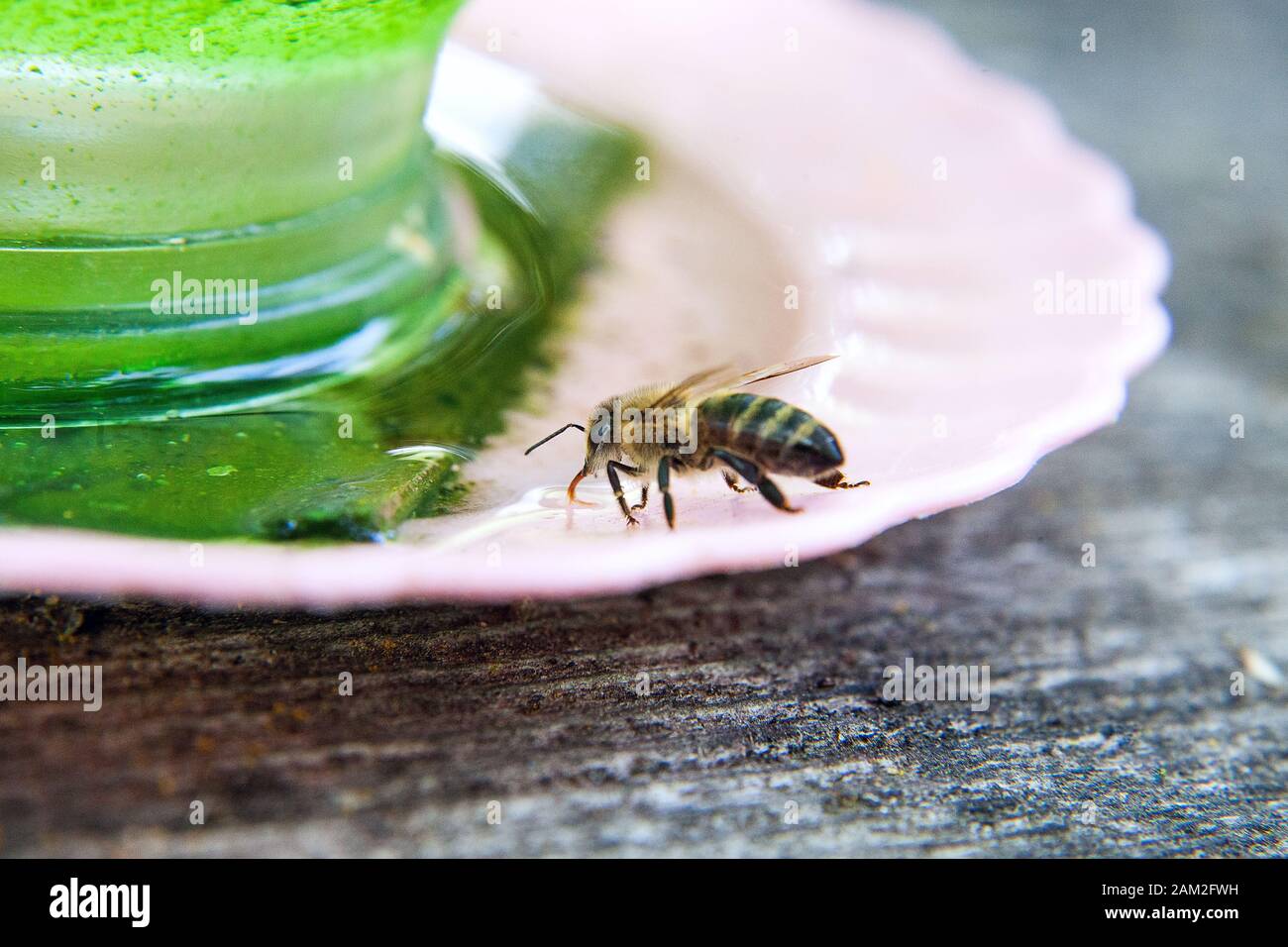 Ripresa macro di lavorazione bee che bere acqua a caldo giorno d'estate. Foto Stock