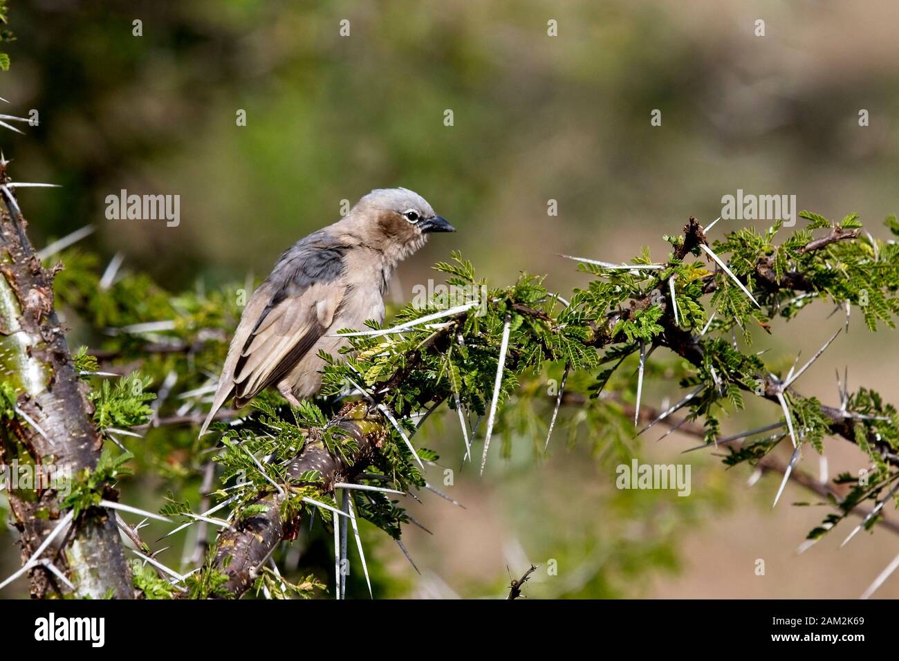 Uccello del Weaver sociale grigio-cappato (Pseudonigrita arnaudi), arroccato in un albero di Acacia, campo Ilkeliani, Kenya. Foto Stock