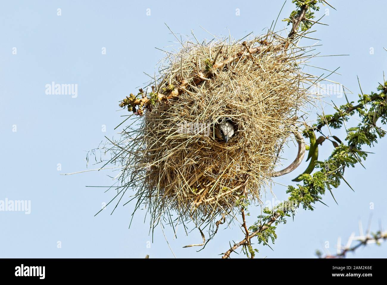 Uccello sociale del Weaver grigio-capped (Pseudonigrita arnaudi), che piange fuori del suo nido in un albero di Acacia, campo di Ilkeliani, Kenia. Foto Stock