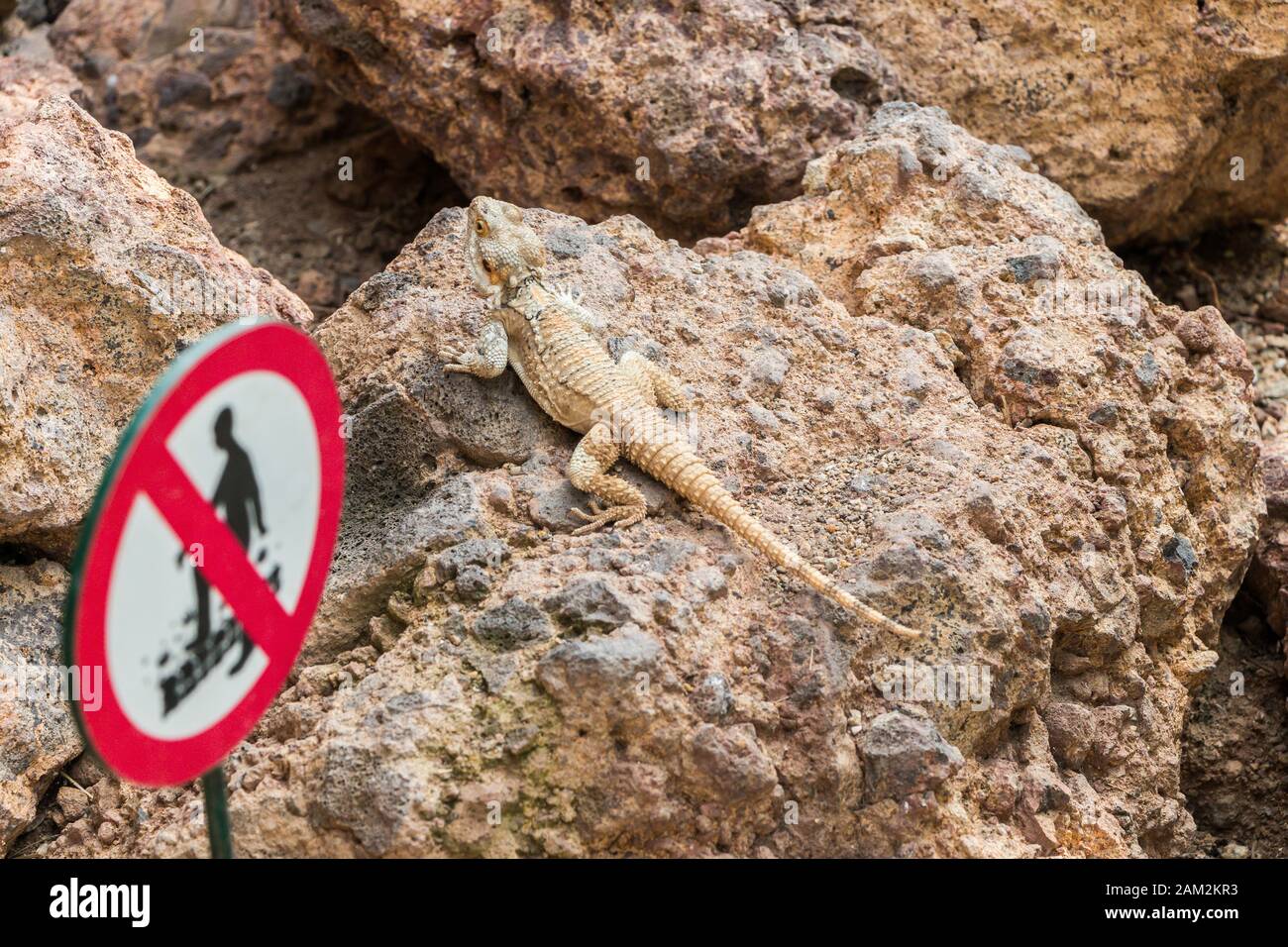 Austria, Vienna - 3 settembre 2019: Non fate un passo sulla lucertola Cinta di Armadillo Foto Stock