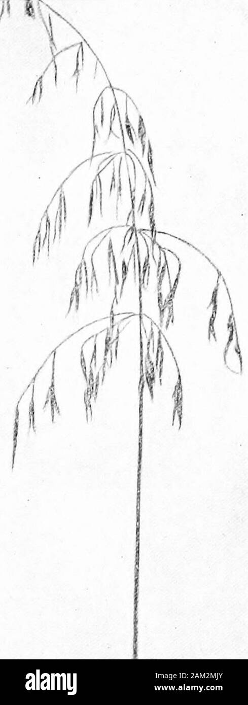 British erbe e il loro impiego in agricoltura . Kg. 59. Panicleof Avena pra-tensis. AboutI nat. dimensioni. Fig. 60. Panicle di Wild Oat,Avenafal.ua. Informazioni -£ nat.dimensioni. sull'asse principale. Spikelets lungo, cilindrica, leggermente spioventi,con da 3 a 10 fiori. Svuotare glumes piuttosto diseguali, sette-nerved, e più o meno hairy. Semi. Palea esterno nerved nettamente al di sopra e peloso, 10 76 Sezione Botanica [PT I 12 mm. lunga, a barchetta, rastremata in una lunga (9-13 mm.)ruvida awn terminale. Palea interno frange sulla metà superiore delle nervature marginali. Eachilla liscia o pelosa, cilindrica, widenedand Foto Stock