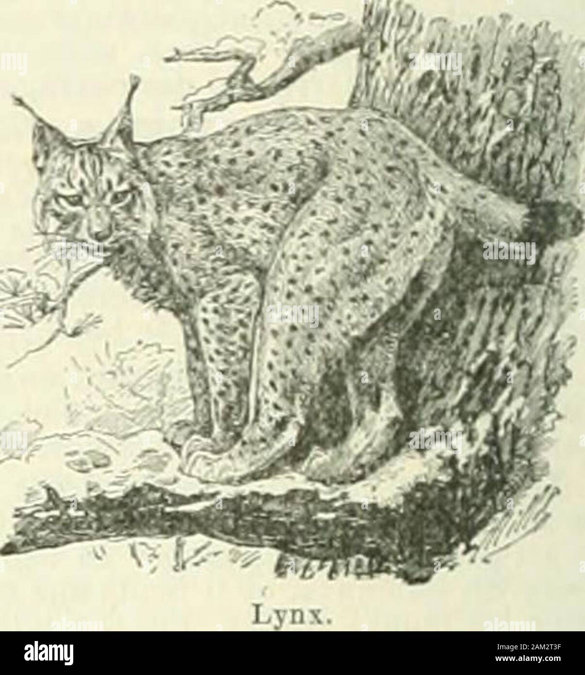 Nouveau Larousse illustré : dictionnaire universel encyclopédique . t les espèces habitent lAmériqueu Nord et la Nuova Caledonia. Lione, ch.-l. du départ, du Rhône, la troisième villo doFranco par le chiffre de sa popolazione, après Paris et Mar-seille, en amont du confluente du Rhône et de la Saône ;453.200 hah. {Lyonnais, nasce). Ch. de f. P.-L.-M., avec bifur-cationi sur Paris, Marsiglia, Saint-Etienne, Grenoble etGenève (Gare de Perrache). Archevêché, cour dappel"université. Ecole de santé militaire, École supérieure docommerce, écoles professionnelles de Lamartiniôre, écolocentrale lyonna Foto Stock