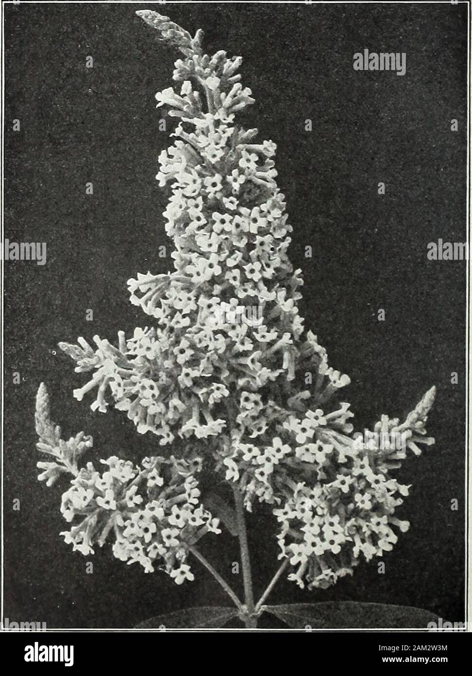 Farquhar's garden : annuale 1922 . occhio; agosto a settembre. 50 cts. Ogni . ... 5, 00 CALYCANTHUS floridus. (Pepe della Giamaica o dolce arbusto.) marrone fiori; fragrante; da giugno ad agosto. 75 cts. Ogni .. ... 7.50 CARAGANA arboreseens. (Pisello siberiano.) un interessante arbusto, fiori gialli, pea-sagomato; maggio. 60 cts. ogni ... 6.00 Impianti di grandi dimensioni, 75 cts. ogni ... ... ... ... 7. 50 CHIONANTHUS virginicus. $1.50 ogni . ... (Fringe Tree.) bianco; giugno. 15.00 CLETHRA alnifolia. (Sweet Pepper Bush.) bianco; intensamente fragrante; molto belle. 60 cts. Ogni . ... ... ... 6.00 COLUTEA arboreseens. (Vescica Senna.) Un bel un Foto Stock