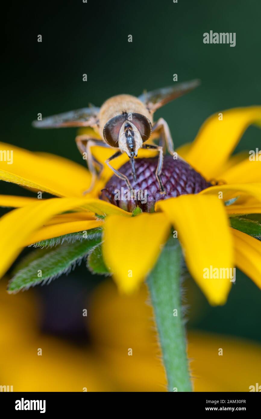 Il dronefly è un grande, 14 a 18 millimetri di lunghezza, ape-come hoverfly. Il suo addome è marrone scuro e ha una forma a cuneo giallo, ocra o giallo rossastro Foto Stock