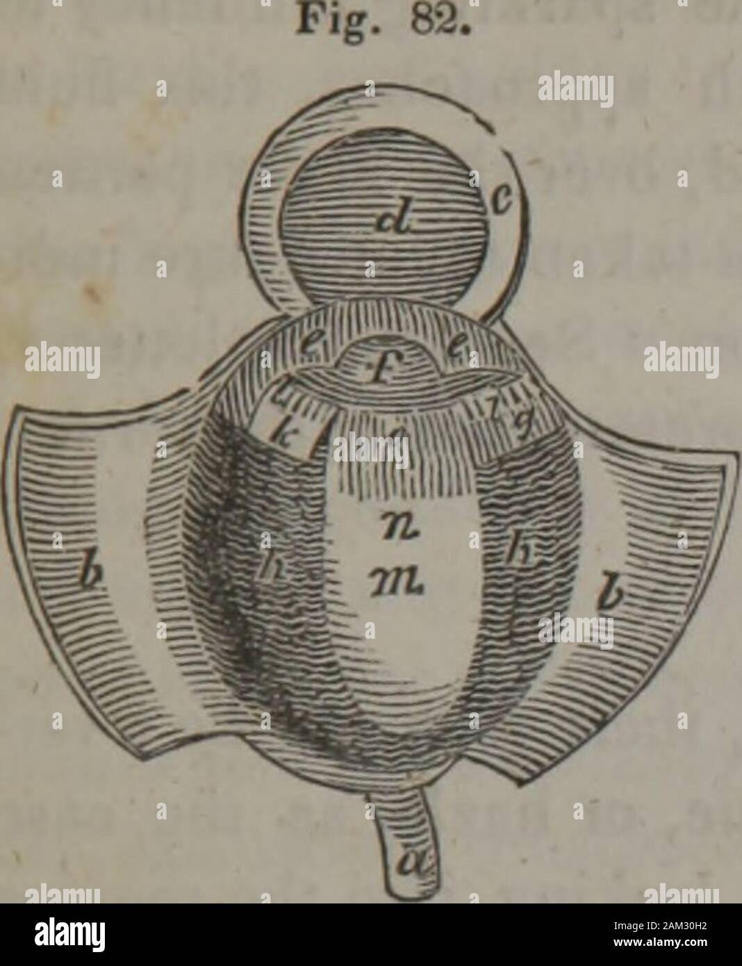 La classe-libro di anatomia : progettato per le scuole, esplicativa dei primi principi del meccanismo umano, come la base di educazione fisica . visto,che mantengono un controllo sull'Iris, ancora essere descritto, -determinazione mediante la loro influenza come molto o come littlelight possono tranquillamente essere ammesso nell'occhio. L'interno di questo assomiglia a membrana fitta gemette panno, HAV-ing un nap in vello, simile al velluto, chiamato Tapetum.iThis tapetum è particolarmente interessante in un philosophicalpoint di vista, come sulla sua sfumatura di colore in una grande misura,come verrà spiegato più completamente nel seguito, dipende th Foto Stock