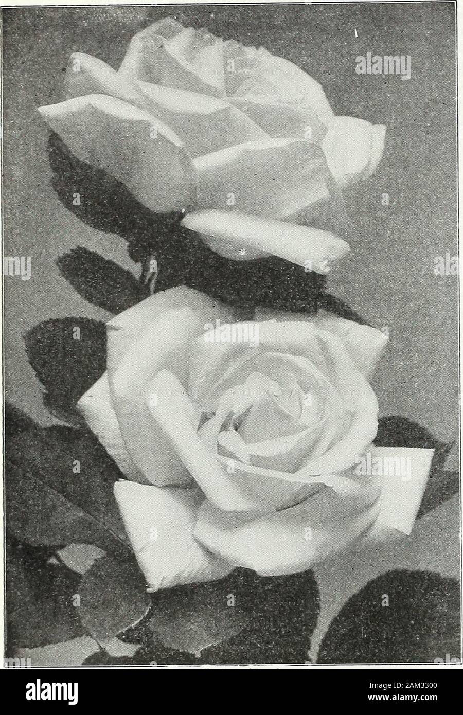 Farquhar's garden : annuale 1922 . Rose. Sunburst. 138 R. & J. FARQUHAR  COMPANY, Boston. Le rose. FARQUHARS HARDY ibrido rose perpetua. Selezionati  2 anno di vecchi impianti. $1,00; $11.25 per doz;