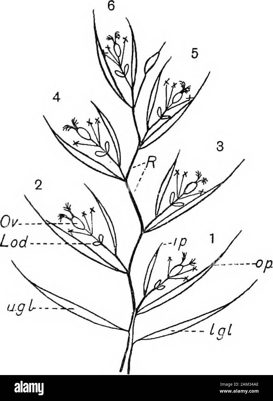 British erbe e il loro impiego in agricoltura . et o infiorescenza parziale è compostoda un po' di spike di fiori con il loro palea? Disposte come showndiagrammatically in Fig. 18, il tutto racchiuso da uno2o più (solitamente due) brattee chiamato glumes vuoto-o brieflythe glumes. Il fiore e spikelets delle OAT sono grandi andafford buon materiale per l'esame. Forme di infiorescenza. La forma di infiorescenza è determinato 1 In pochi generi la lodicules sono assenti, ad es. Alop°curus, Anthoxanthum, ecc. 2. Salvo Nardui, dove il glume è obsoleto. CH. Ho la morfologia di Grasse Foto Stock