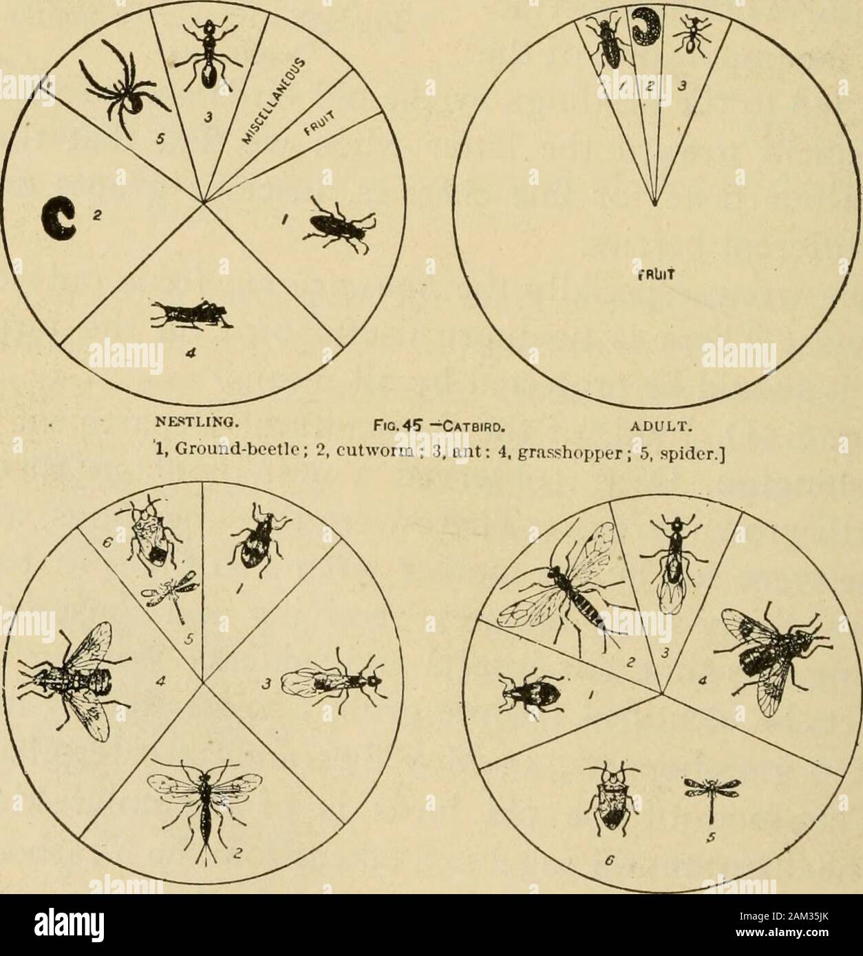 La scuola e farmA Treatise on gli elementi dell'agricoltura . Annidato. Fl3.44^-House Wren. adulto. [1, Cutworm ; 2, spider ; 3, fetente-bug; 4. Può volare ; 5, curculione; 6, grasshopper.]. Annidato. Fi2*6-Dank deglutire. ADILT. [1, curculione ; 2, ichneumon-fly ; 3, alato ant ; 4, volare ; 5, dragon-fly ; 6, fetente-bug.] cibo di nidiacei e adulti di alcuni uccelli comuni. [I diagrammi mostrano le proporzioni dei vari ordini di insetti nel cibo, ogni ordine è rappresentata dall'insetto appartenente ad essa che è più comunemente consumati dall'uccello il cui cibo è mostrato,] uccelli. 223 ernments. Questi schemi mostrano Foto Stock