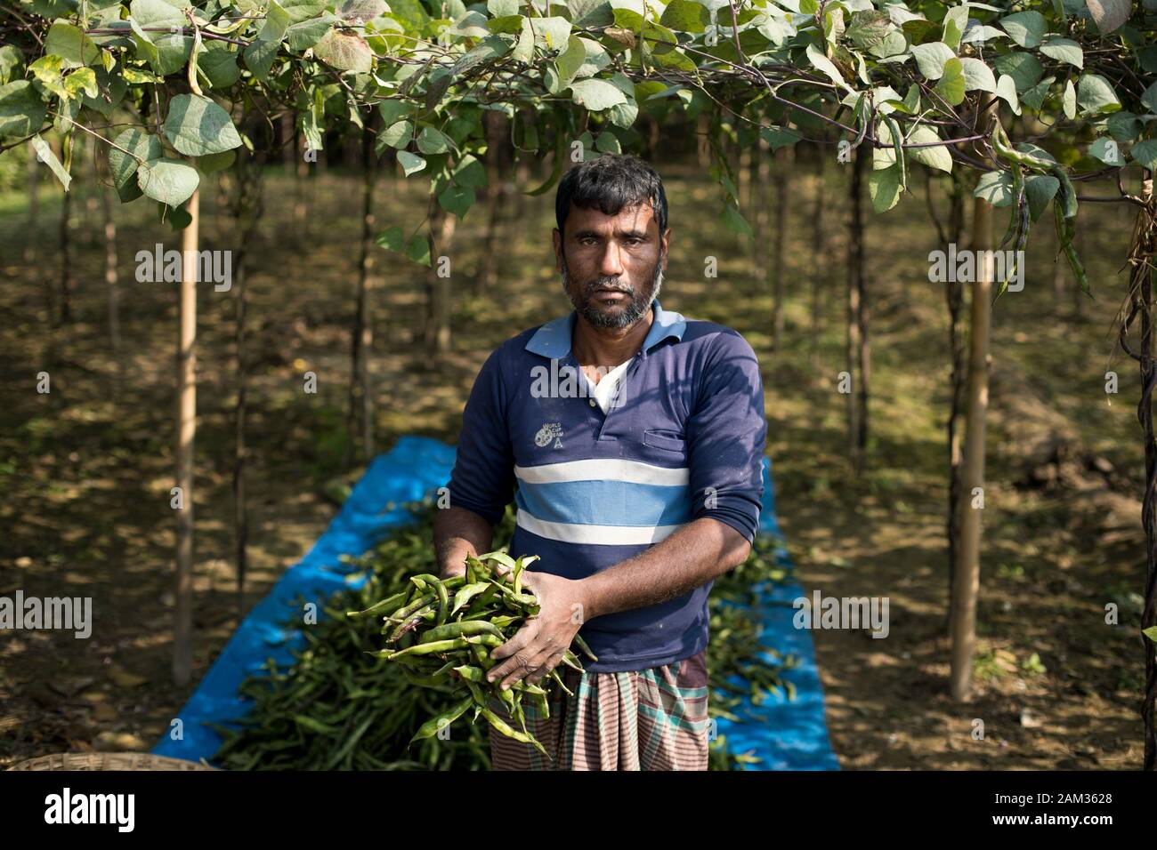 Dhaka, BANGLADESH - 11 GENNAIO 2020 : un coltivatore raccoglie il fagiolo dal suo cropland. Foto Stock