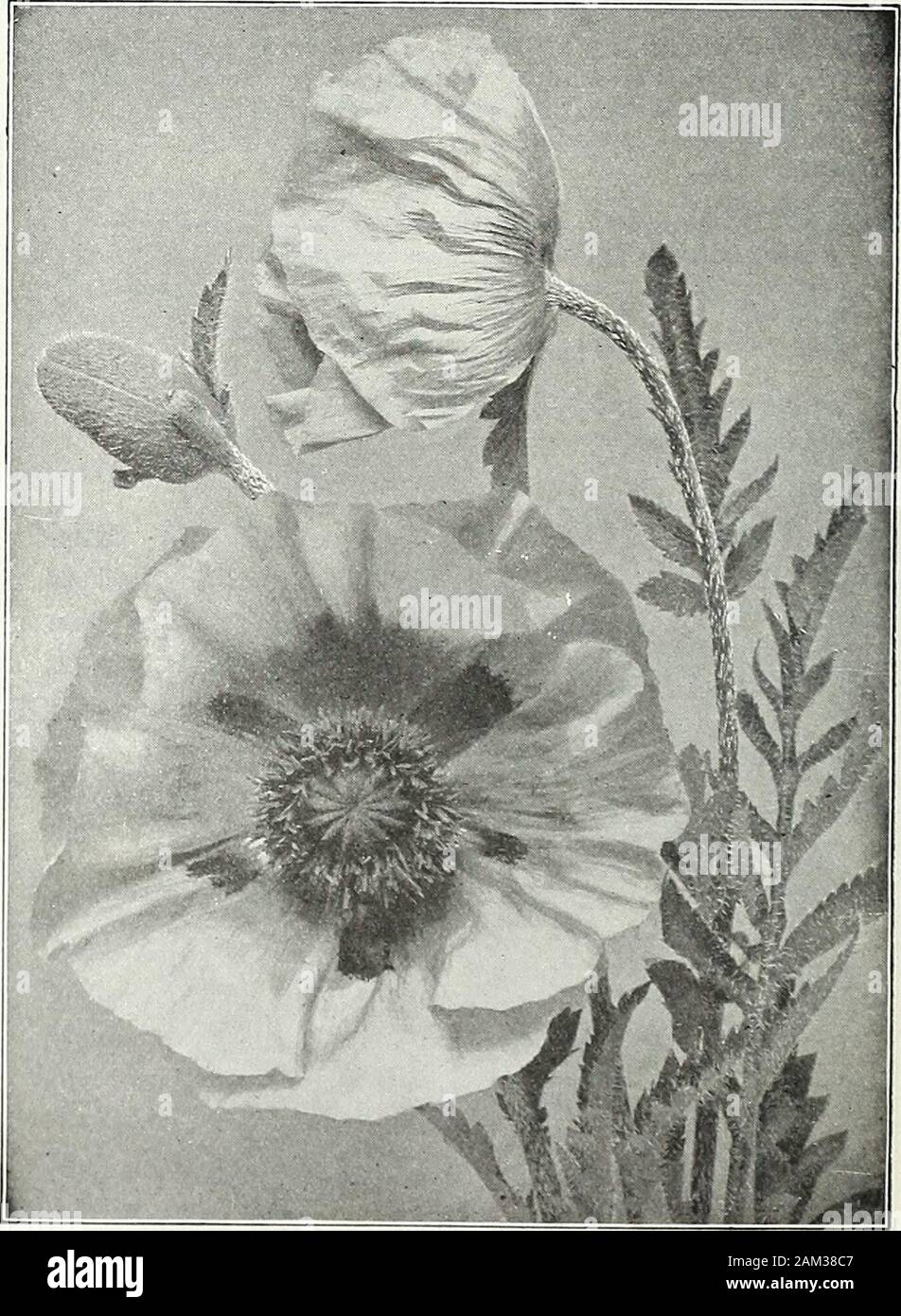 Farquhar's garden : annuale 1922 . Sollevare 2.50 18.00 ONOPORDON taurieum. {Cotone Thistle.) Majesticplant ?ndth foglie argentate coperte con il bianco in basso;fiori viola. 6 ft 2. 00 15. 00 PACH YSANDRA terminalis. Un bellissimo plantthriving finale in ombra parziale e la formazione di un tappeto di fogliame glossygreen; fiori bianco; maggio e giugno. 8 a. ... 2.50 18.00 PAPAVER nudicaule. {Islanda papavero.) Charmingflowers compresa tra il bianco e il giallo all' arancio-rosso scarlatto; inestimabile per la decorazione della tavola; aprile toOctober. 1ft 2.50 18.00 Orientale. {Oriental papavero.) gigantesca arancione-scarletflowers, buona pianta per shr Foto Stock