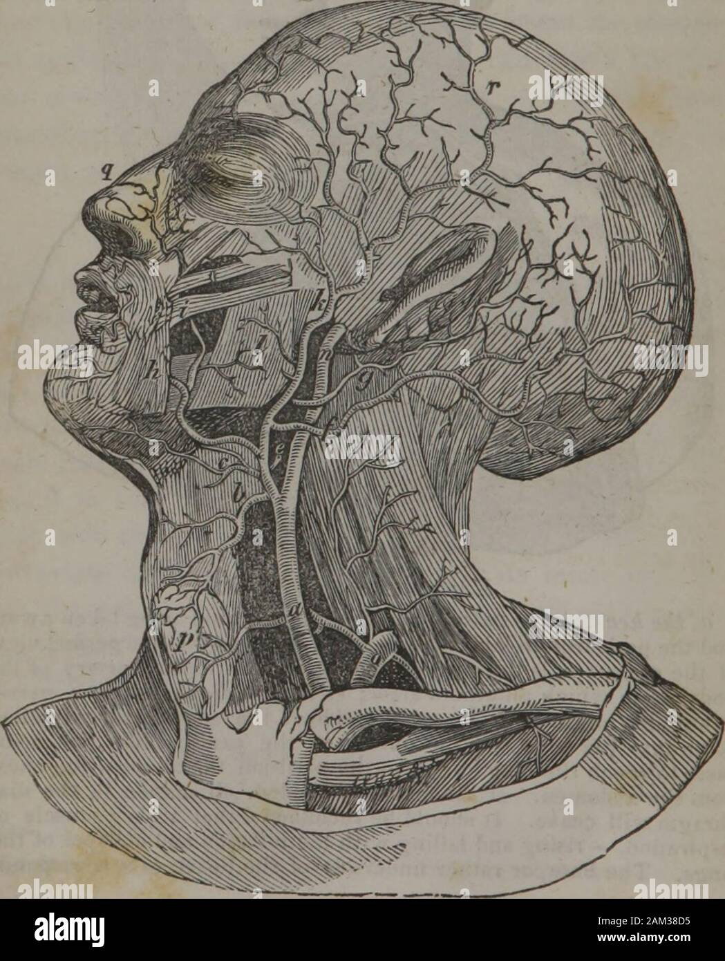 La classe-libro di anatomia : progettato per le scuole, esplicativa dei primi principi del meccanismo umano, come la base di educazione fisica . Egli aorta o in arteria primitiva di thebodv froS cui tutti gli altri derivano; •, " "egli nervo diaframmatici,havLToriginhigh fino, sul lato del collo e travellingdownfnto il petto ! Sulla parte esterna della venca,,ronzio o heartcase per raggiungere il diaframma,.- la partizione che divide il chestfrom l'addome. Se questo nervo è diviso, tutti i movimento del dia-Km cesserà. Essa dovrebbe essere raccolto che è un muscolo ofei ione,- la salita e la discesa con la infla Foto Stock