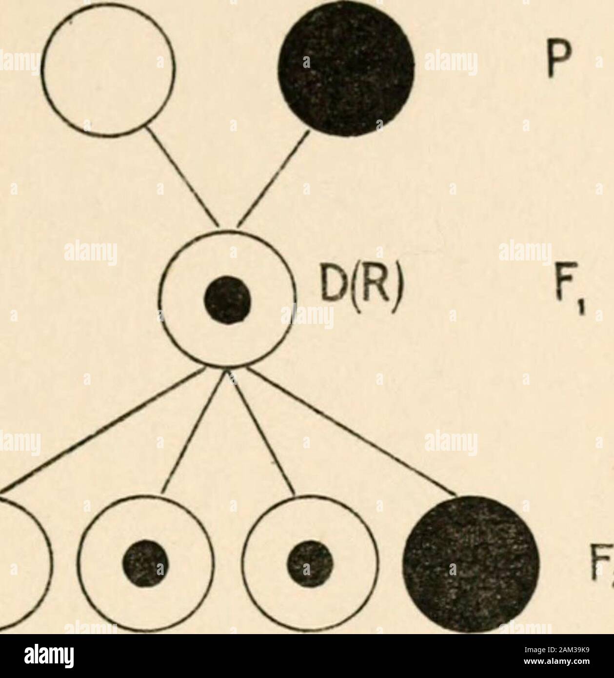 I primi principi dell'eredità; con 75 illustrazioni e diagrms . • DD D(R) D(R) RR Fig. 49.-Mendelism. (Dopo Thomson.) Qui DD significa puro, o cosiddetto estratto, domi-nants, RR per puro recessives, e D(R) per impuredominants. Vediamo quindi che quando due varietà distinte sono attraversati,dove uno è dominante per quanto riguarda un certo carattere,mentre l'altro è recessivo, il primo ibrido generazione (F^)è un sudicio dominante. Sul sono incrociati, la nextgeneration (Fo) può essere diviso in quattro parti-uno puredominants, due pelli impure dominanti e una pura recessives.l impuro dominanti Foto Stock