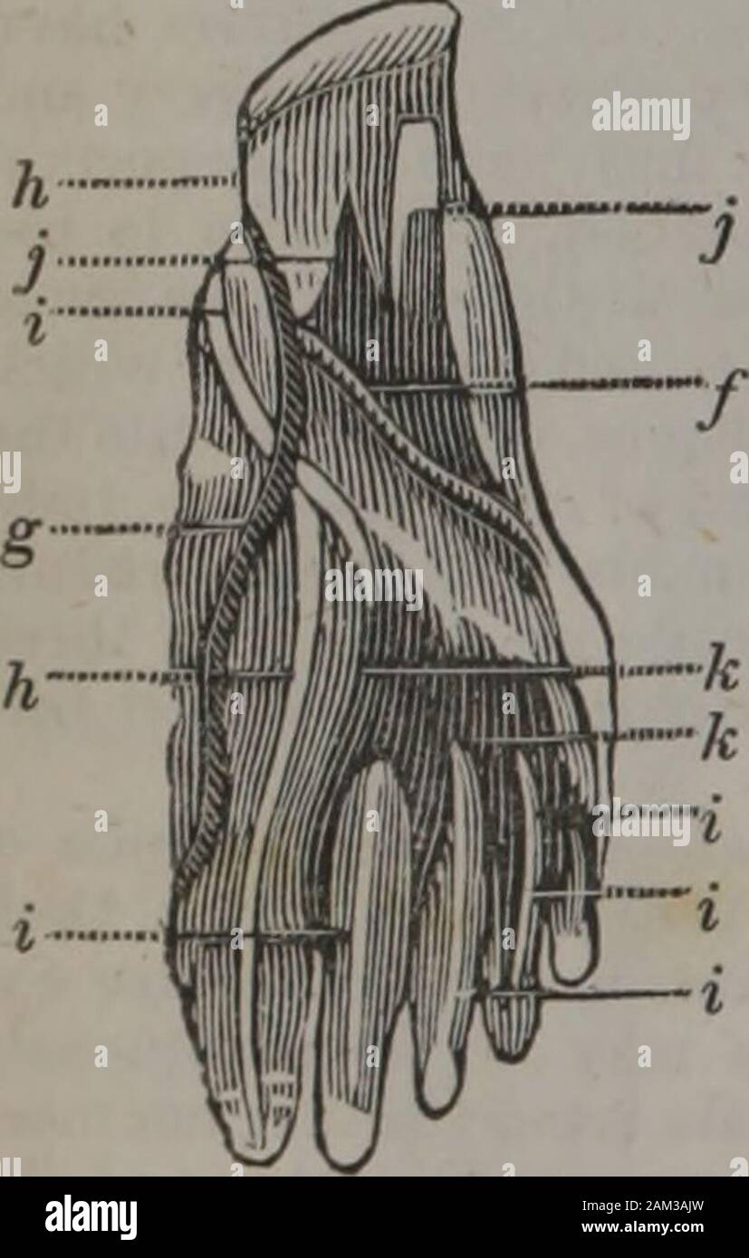 La classe-libro di anatomia : progettato per le scuole, esplicativa dei primi principi del meccanismo umano, come la base di educazione fisica . s, è da imputare la causa di protratta zoppia in un majorityof casi. Il metatarso le ossa del collo del piede non sono buttato fuori ofplace una volta in un centinaio di casi in cui si suppone siano.Per la gioventù, queste osservazioni sono rivolte. 108 classe anatomica libro. Nome.Peroneus longus. Peroneus brevis. Estensore longus digitorumpedis. Estensore proprius pollicispedis. Longus flessore digitorumpedis, profundus, persorans. Deriva dalla testa della tibia, EU Foto Stock