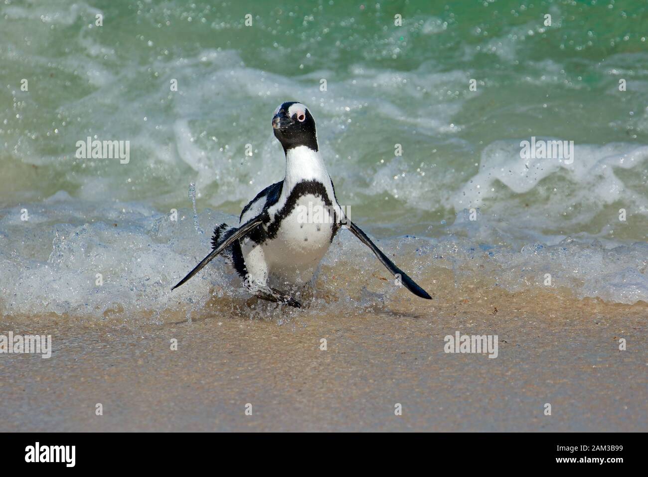 Un pericolo pinguino africano (Spheniscus demersus) in esecuzione sulla spiaggia, Western Cape, Sud Africa Foto Stock